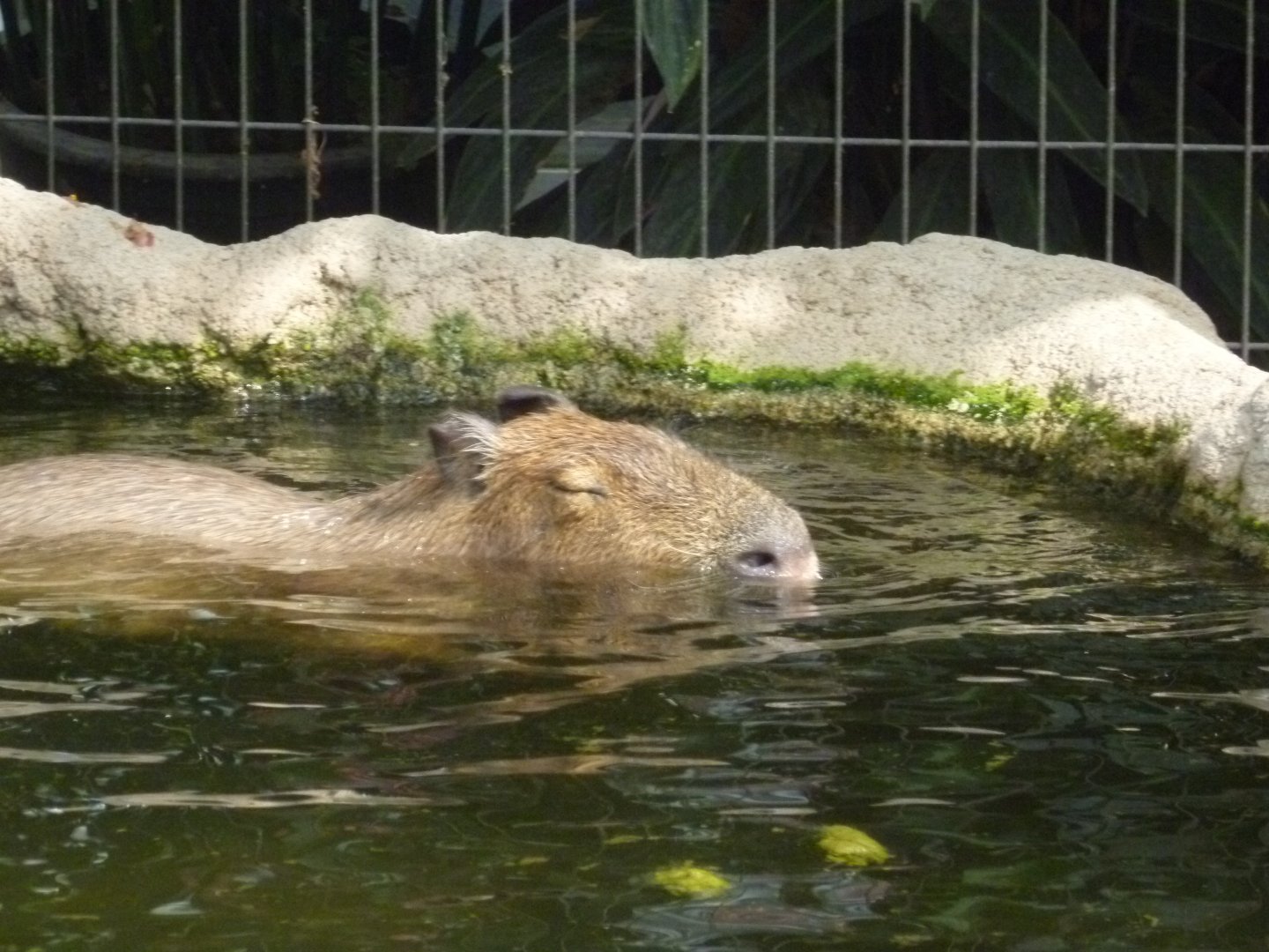 Capybara in pool