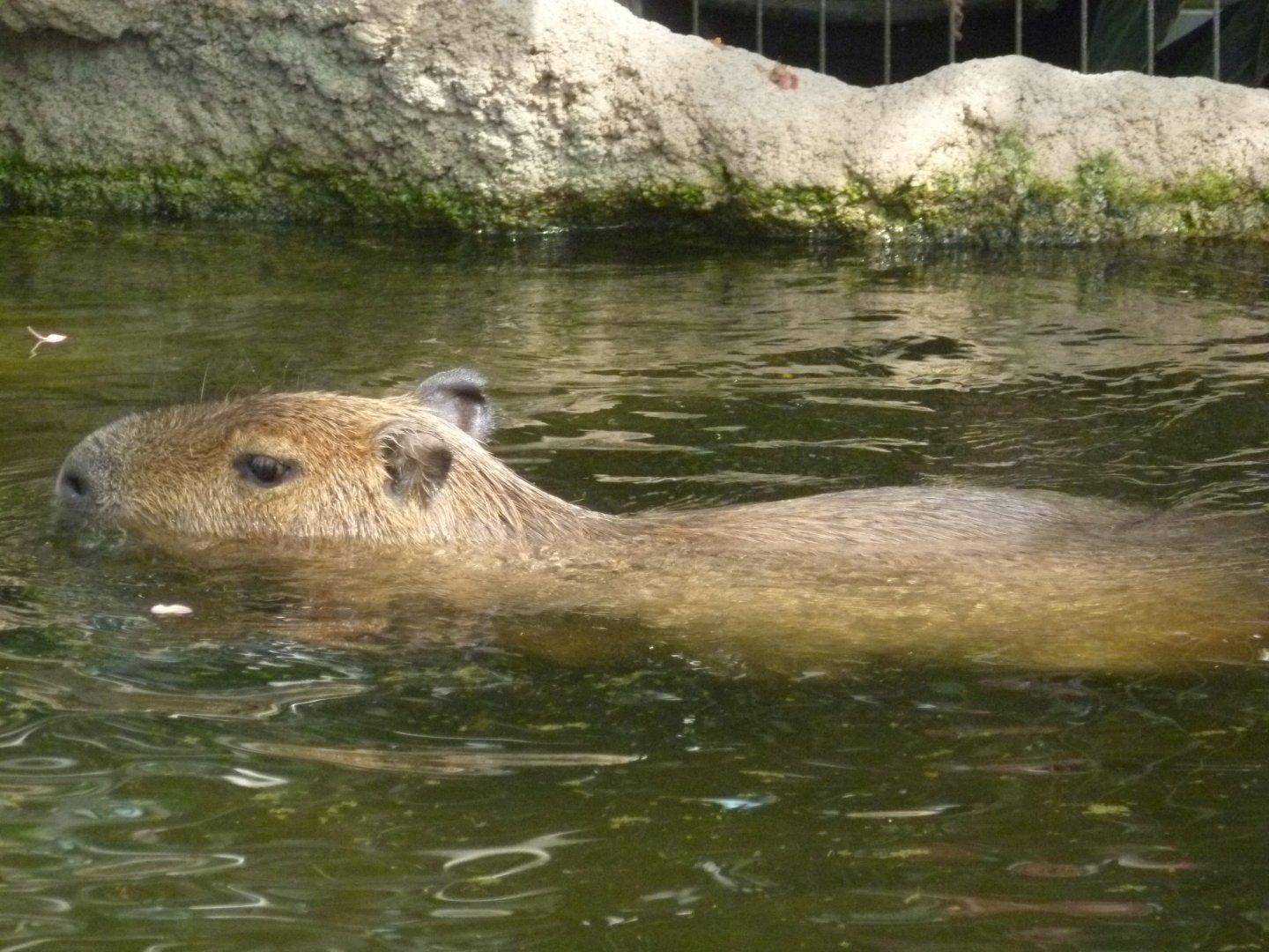 Capybara in pool