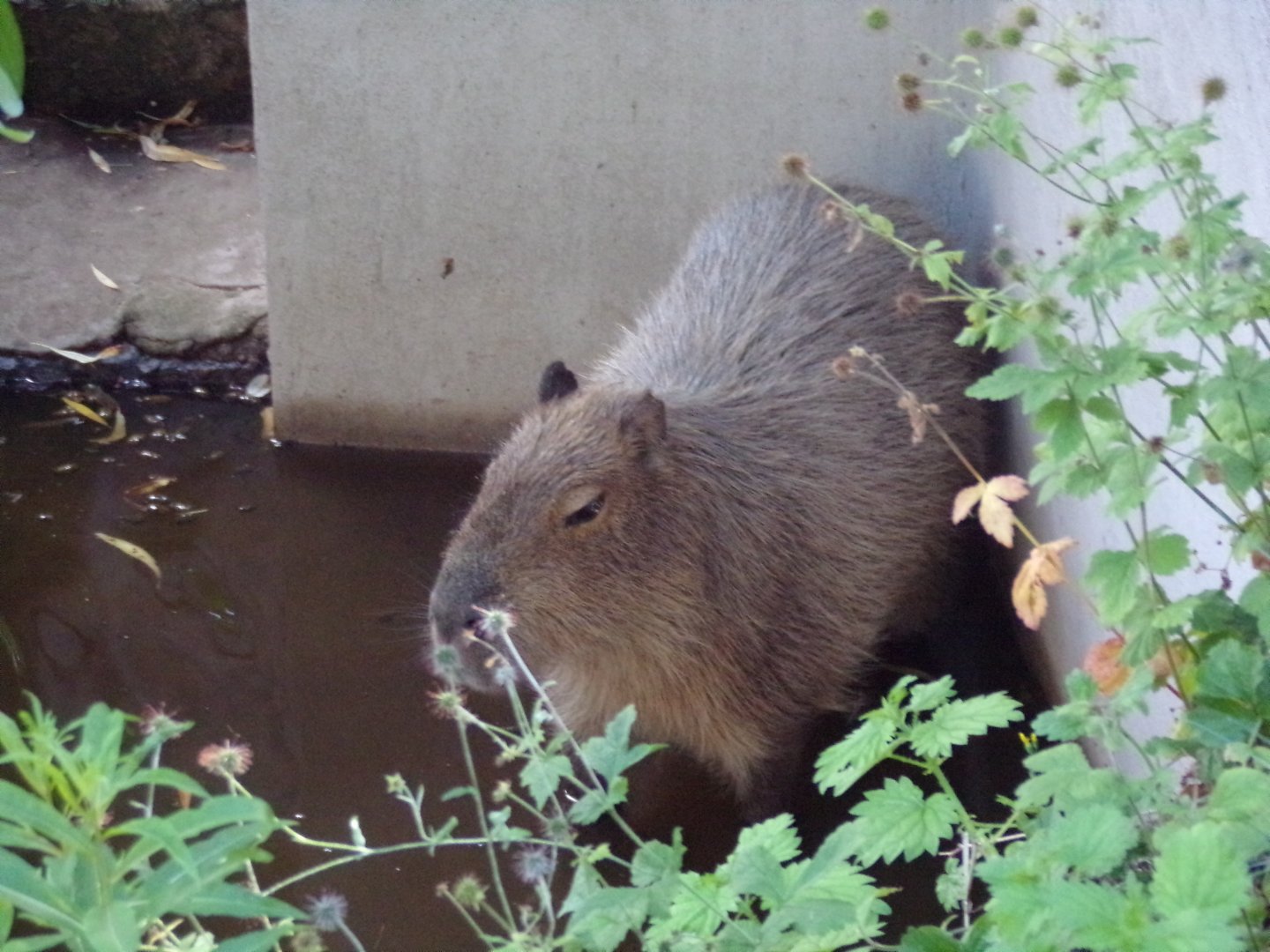 Capybara in the pool 18.7.25