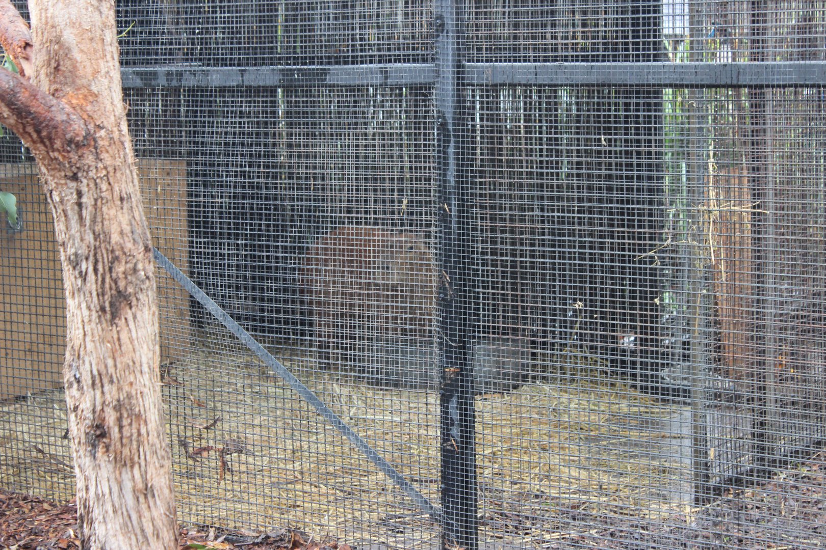 Capybara in the Spider Monkey enclosure