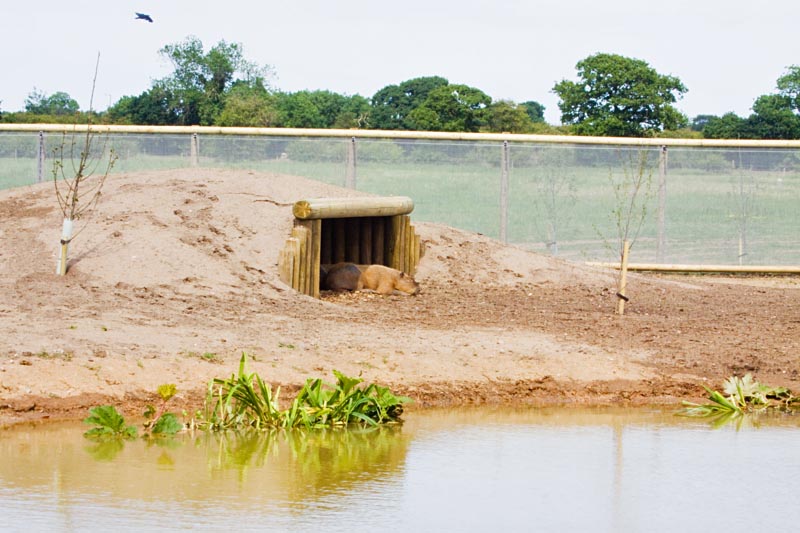 Capybara in unfinished South American Walkthrough