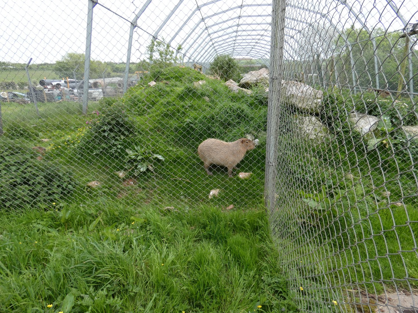 Capybara in vulture and condor walk-through aviary