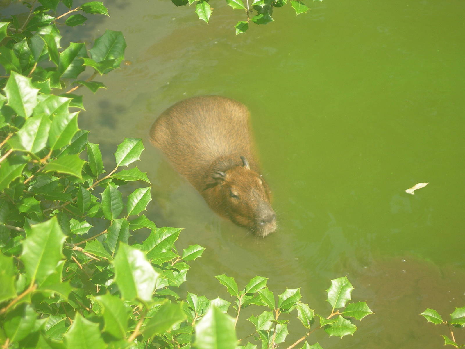 Capybara In Water
