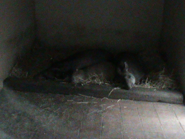 Capybara inbetween 2 Brazilian tapirs 121210
