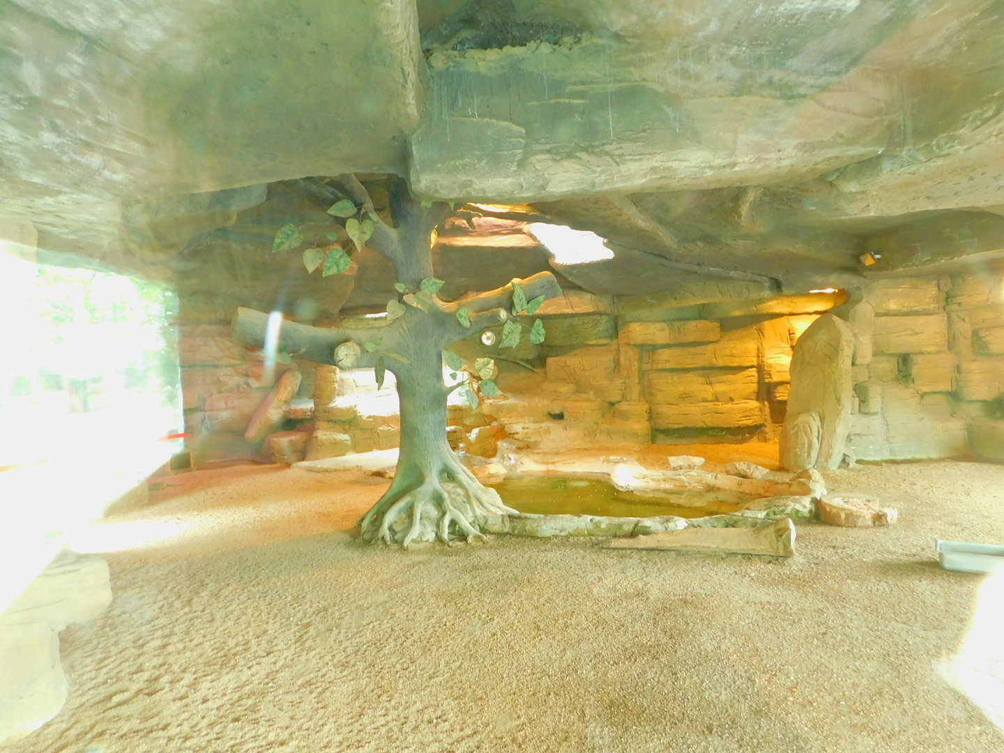 Capybara Indoor Enclosure