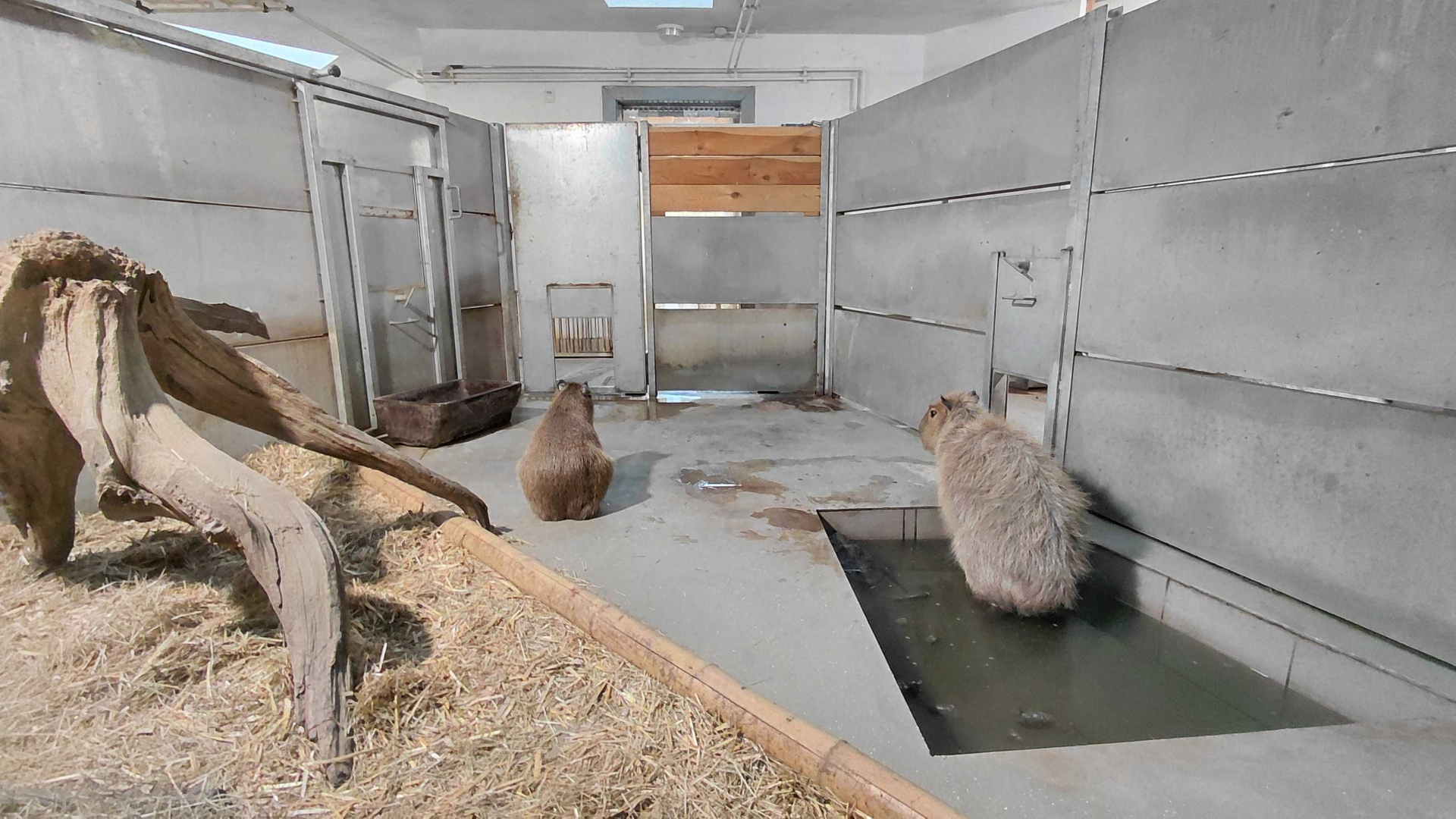 Capybara indoor exhibit