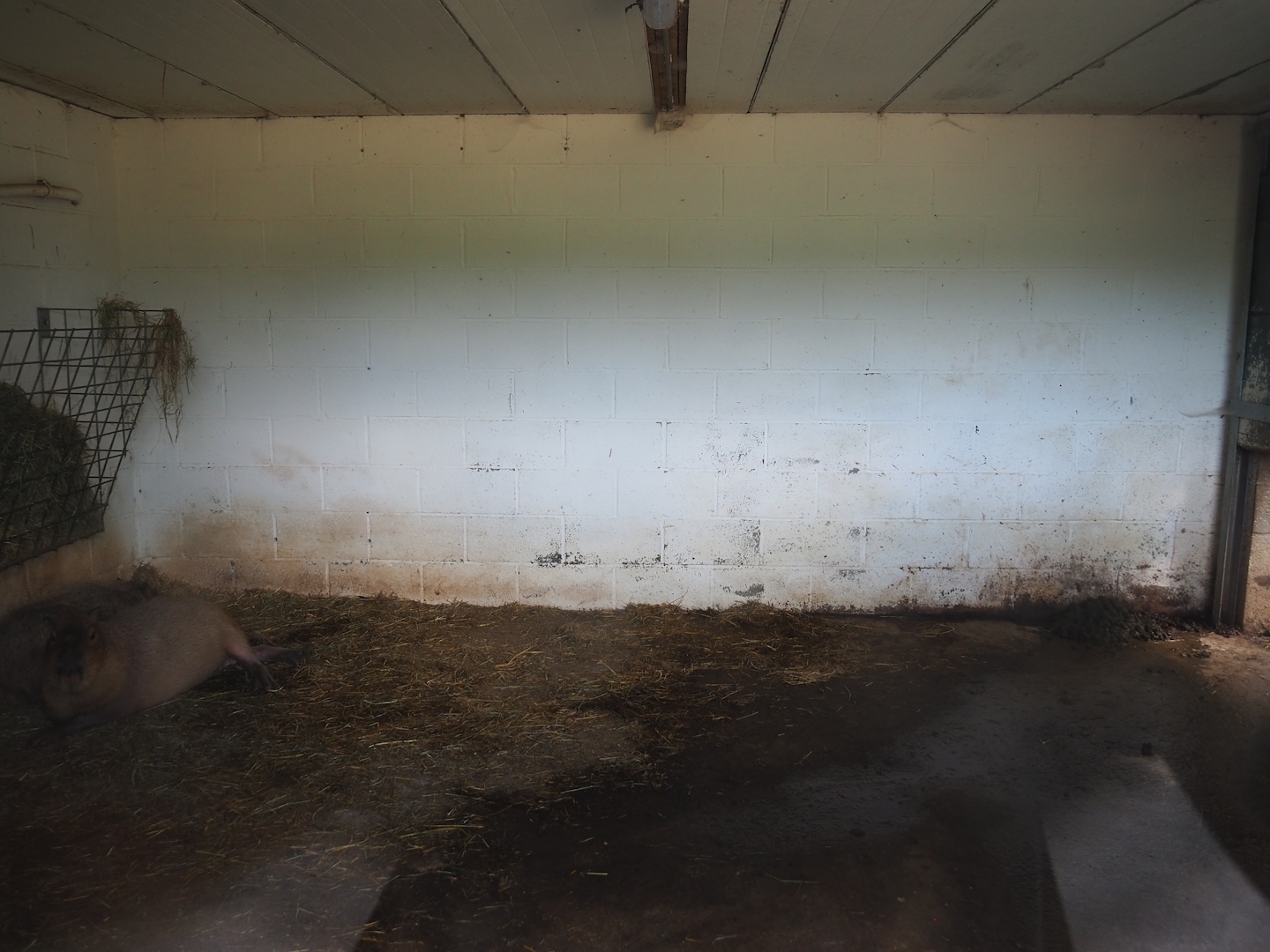 Capybara indoor housing, 2023-06-24