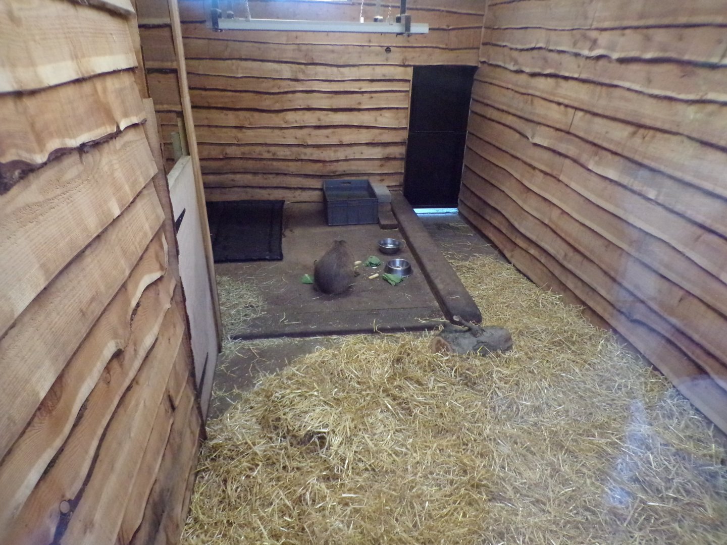 Capybara indoors 1.3.25