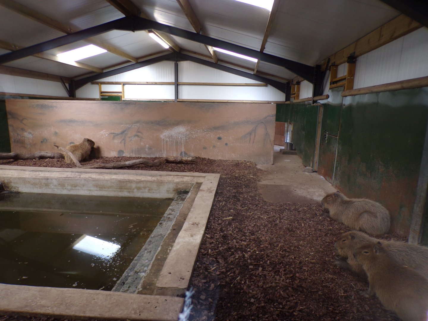 Capybara indoors 14.10.23