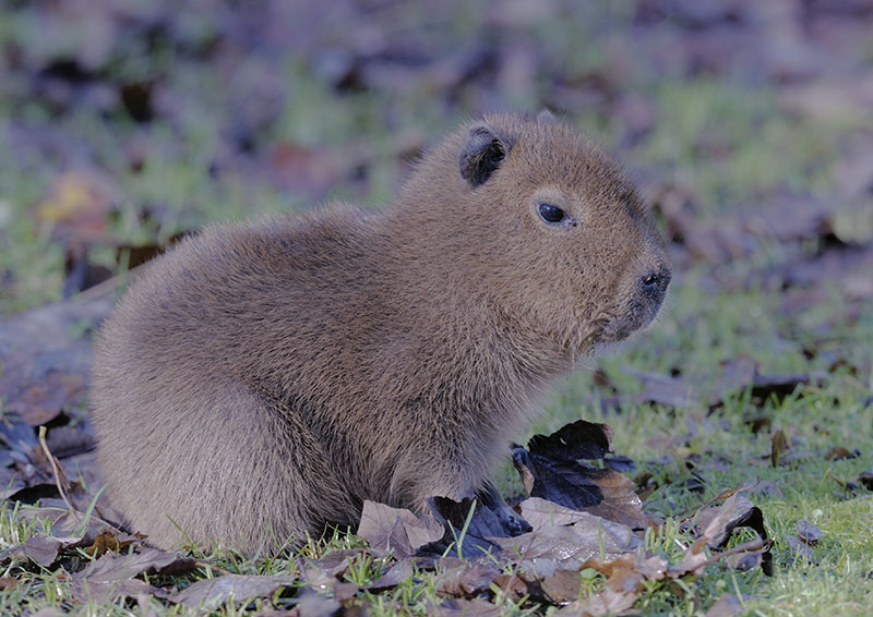 Capybara infant