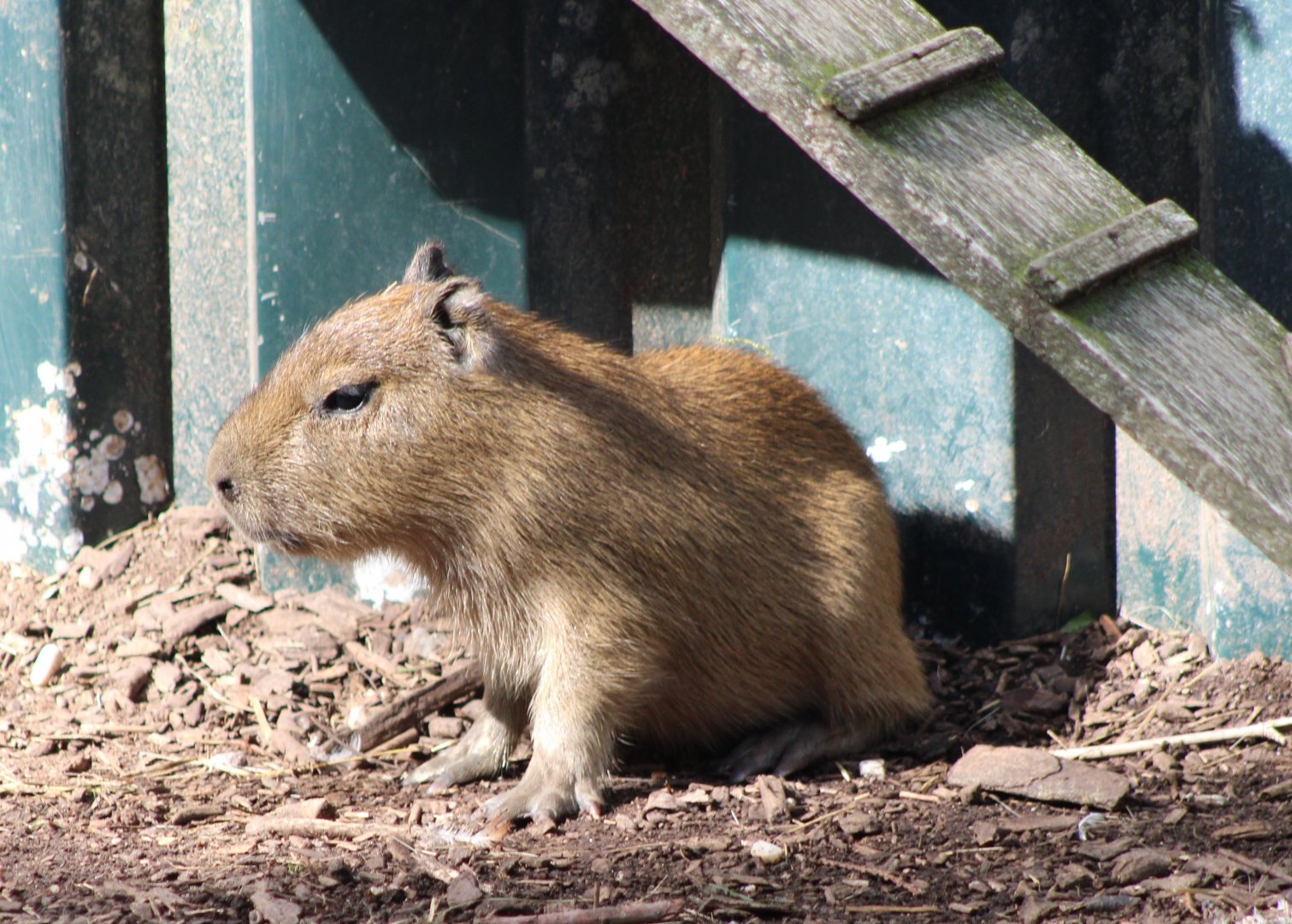 Capybara - juvenile