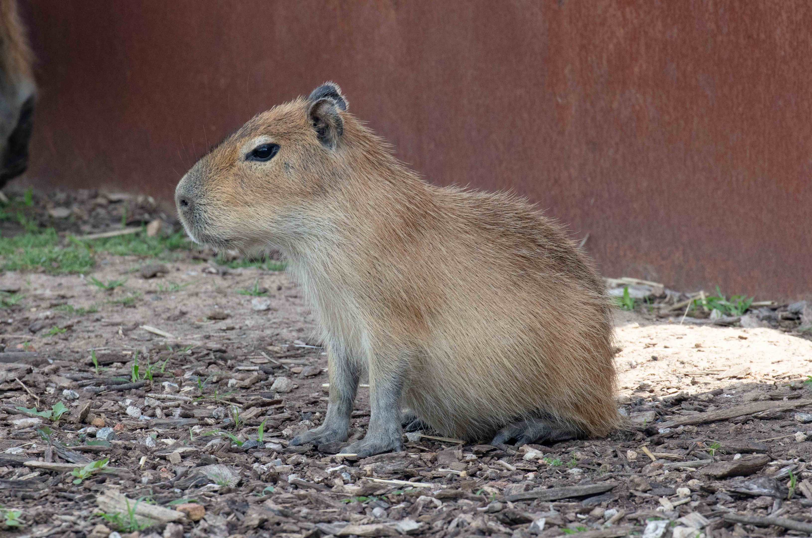 Capybara juvenile