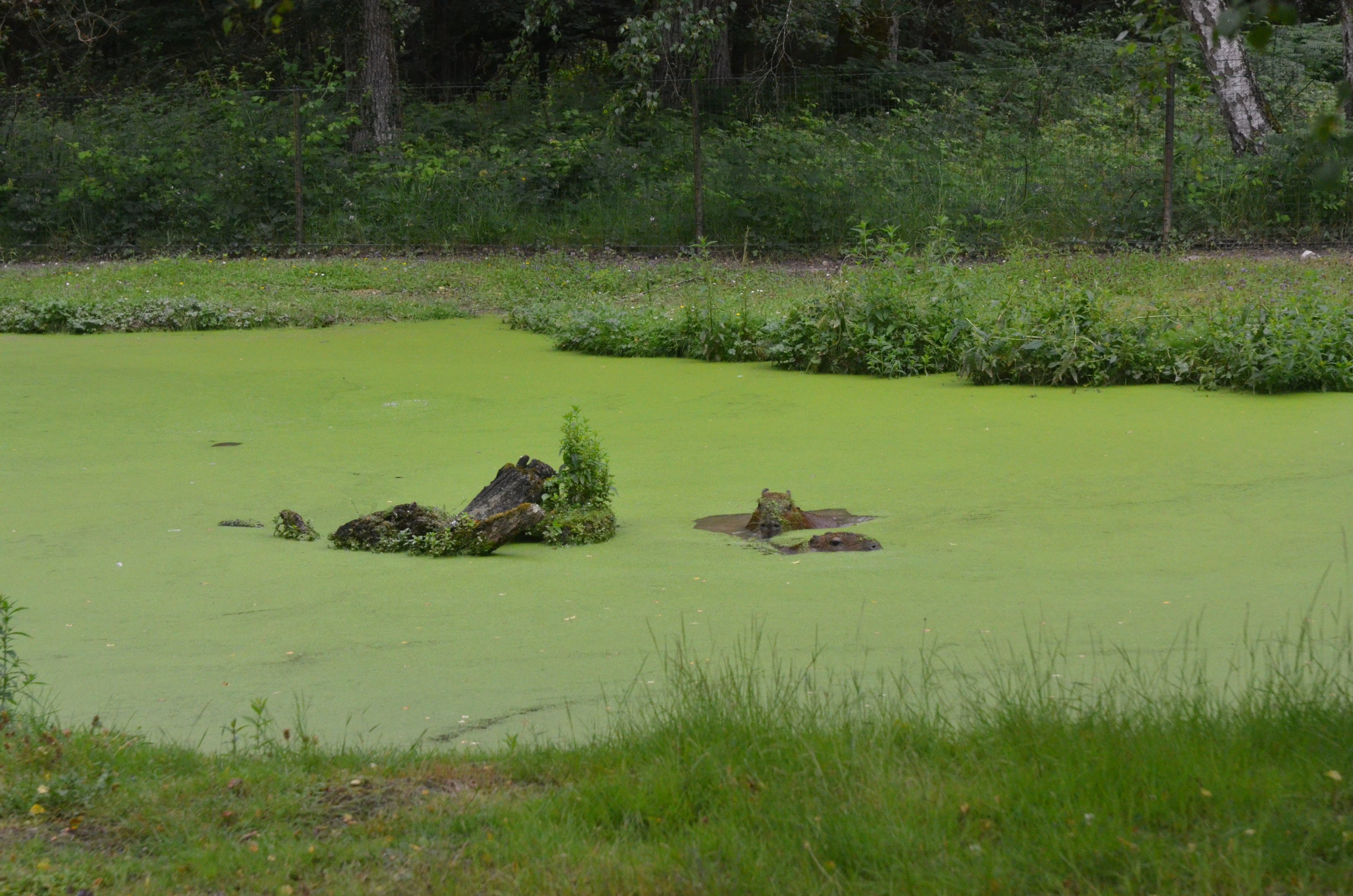 Capybara Lake at Haute-Touche, 14/06/18