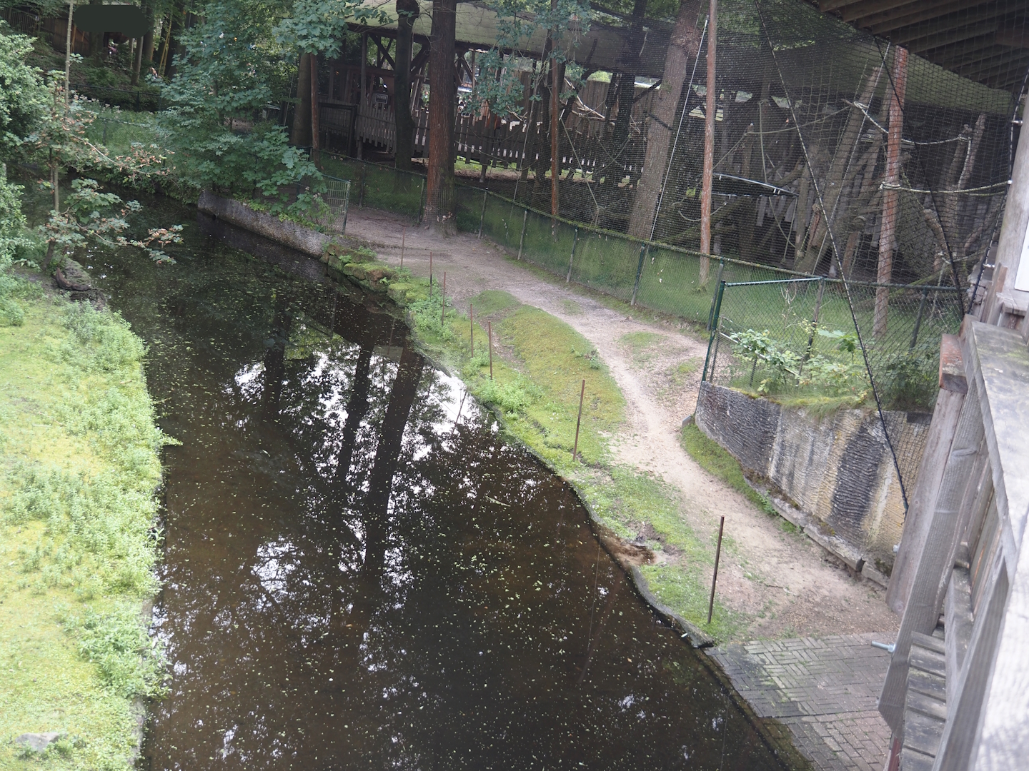 Capybara land area between moat of Colombian black spider monkey exhibit and Hanuman langur exhibit, 2024-08-18