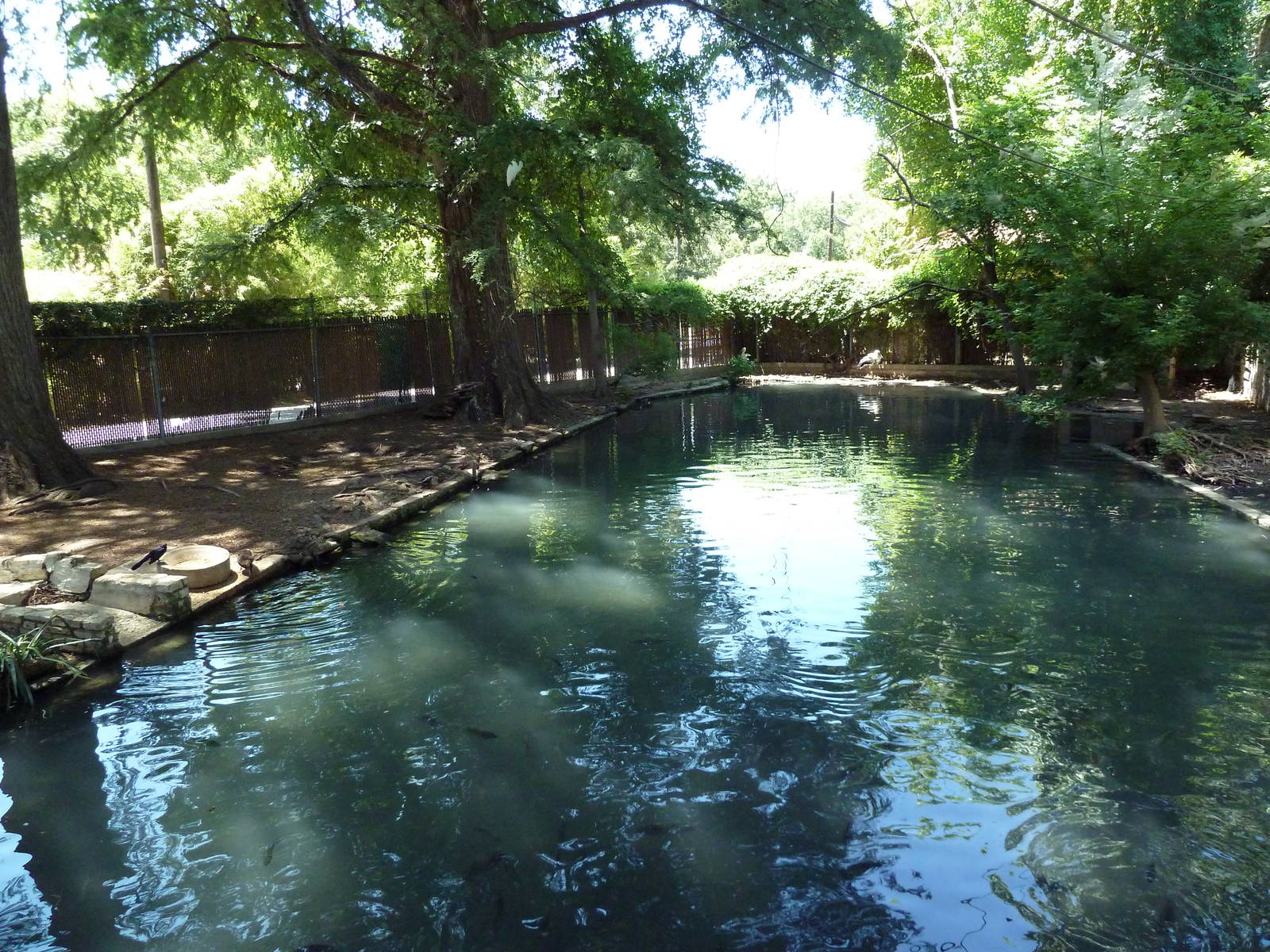 Capybara/Maguari Stork Exhibit