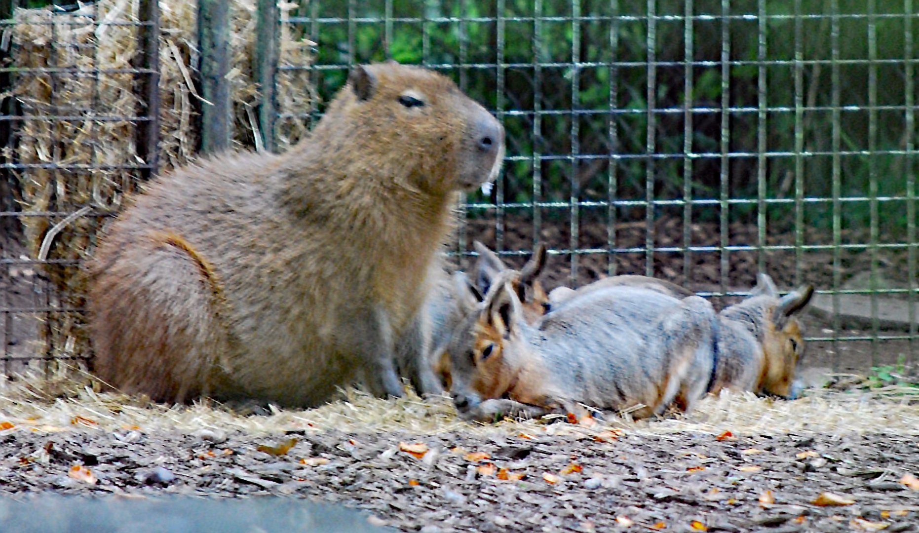 CAPYBARA & MARA 23 09 2009