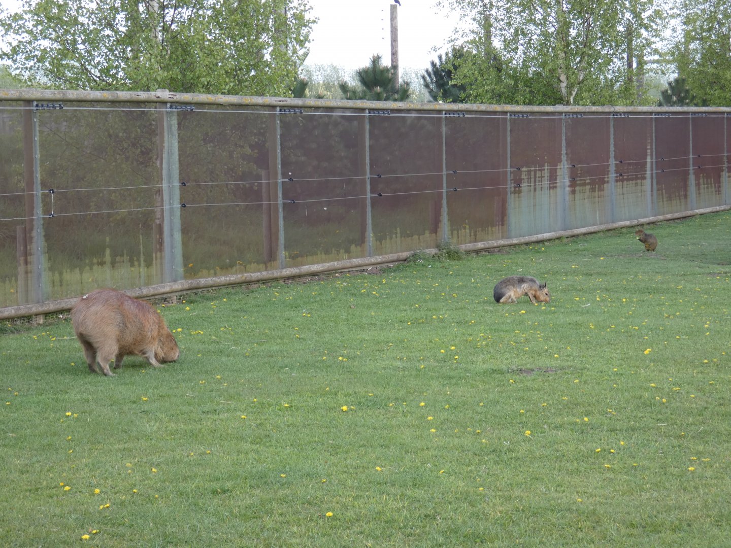 Capybara, Mara and Agouti