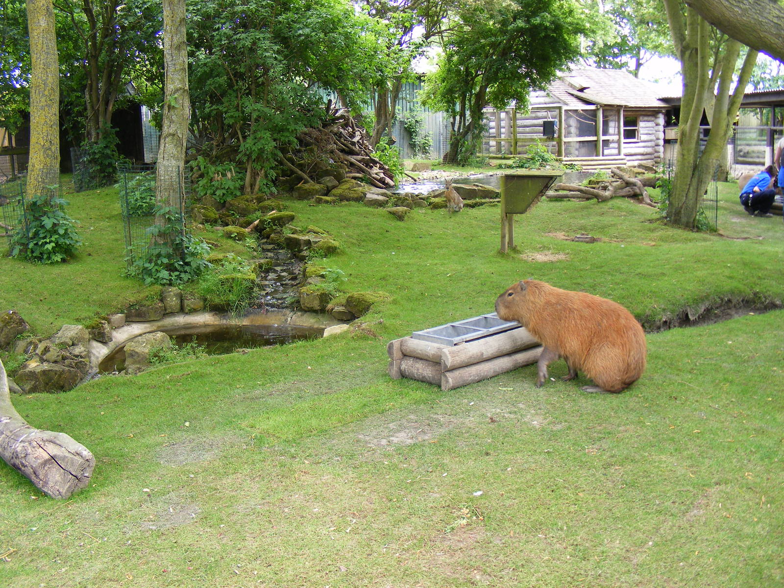 Capybara, mara and North American beaver mixed enclosure at Drusillas Park,