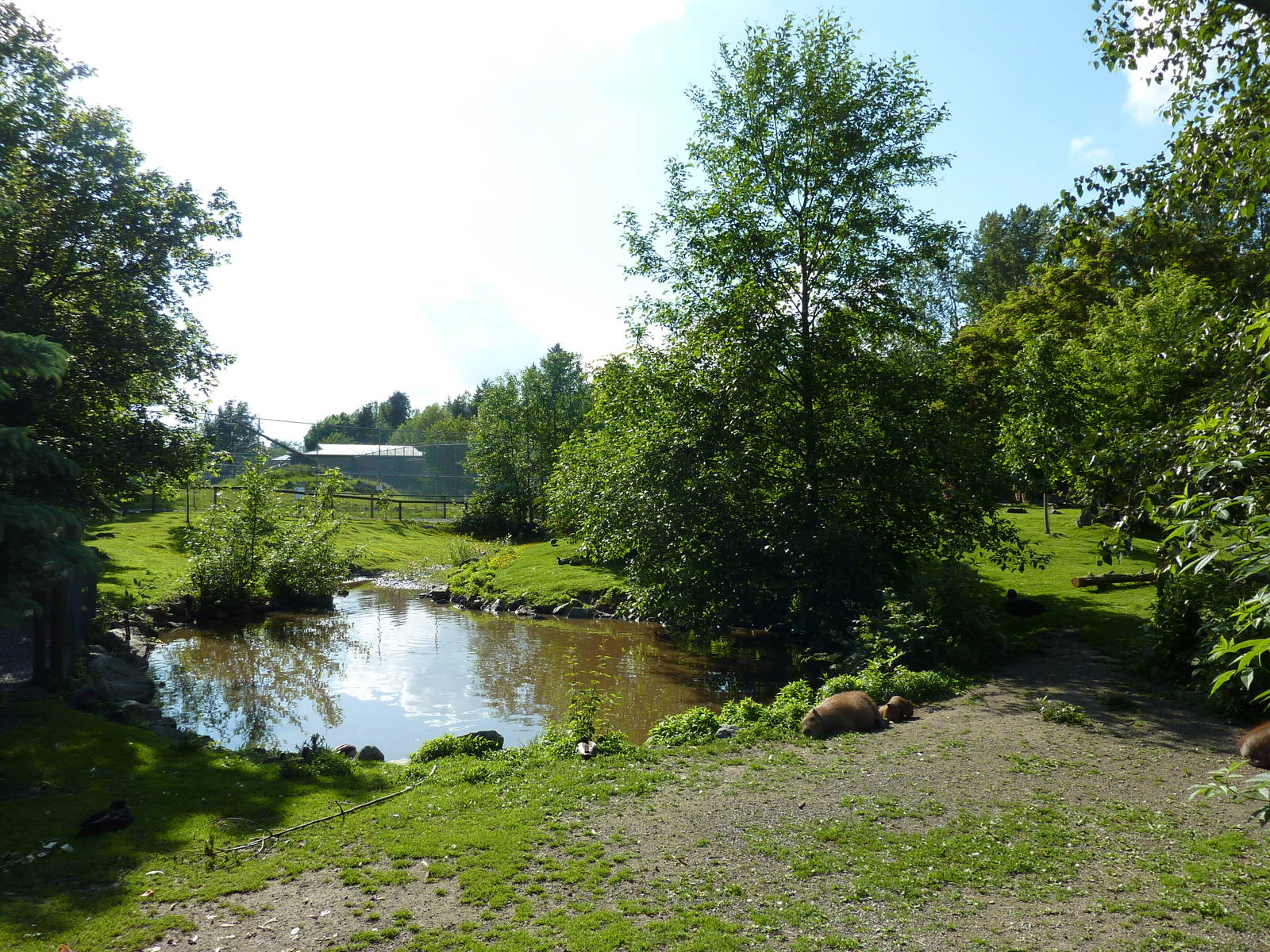 Capybara/Mara/Black Swan Enclosure