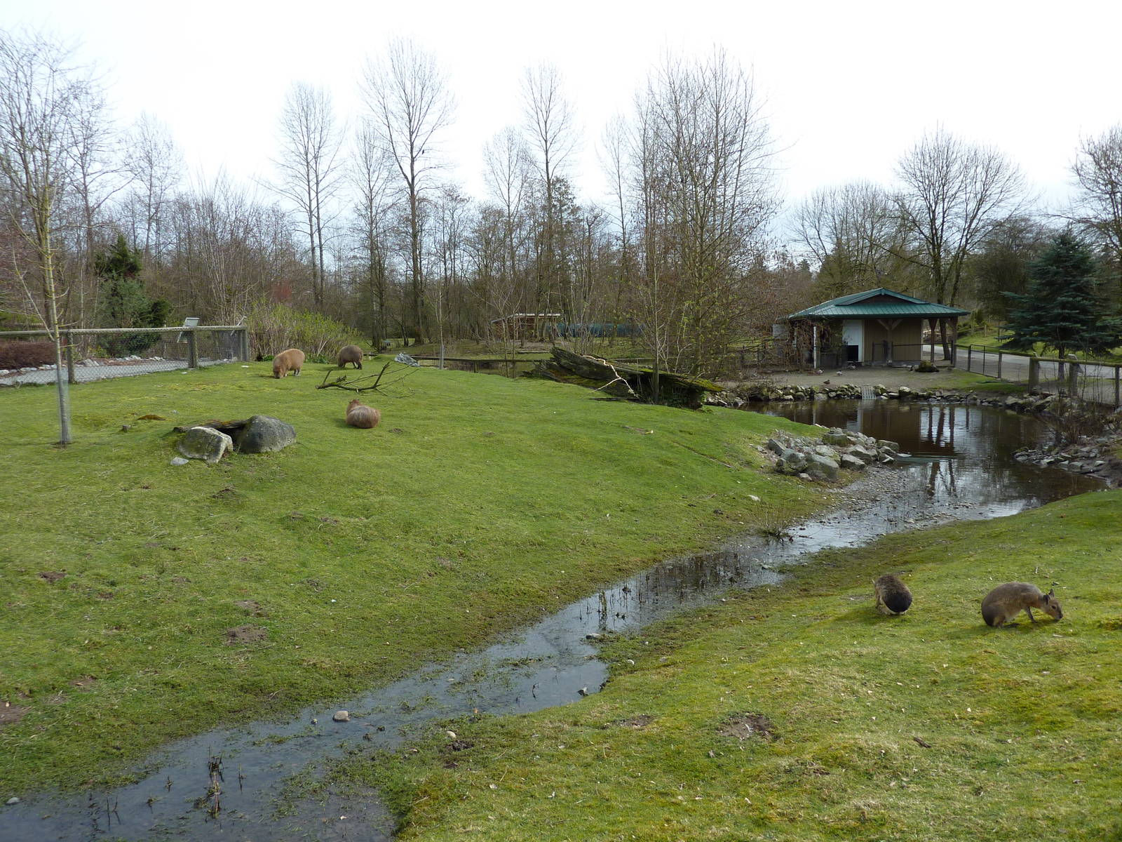 Capybara/Mara/Black Swan Enclosure