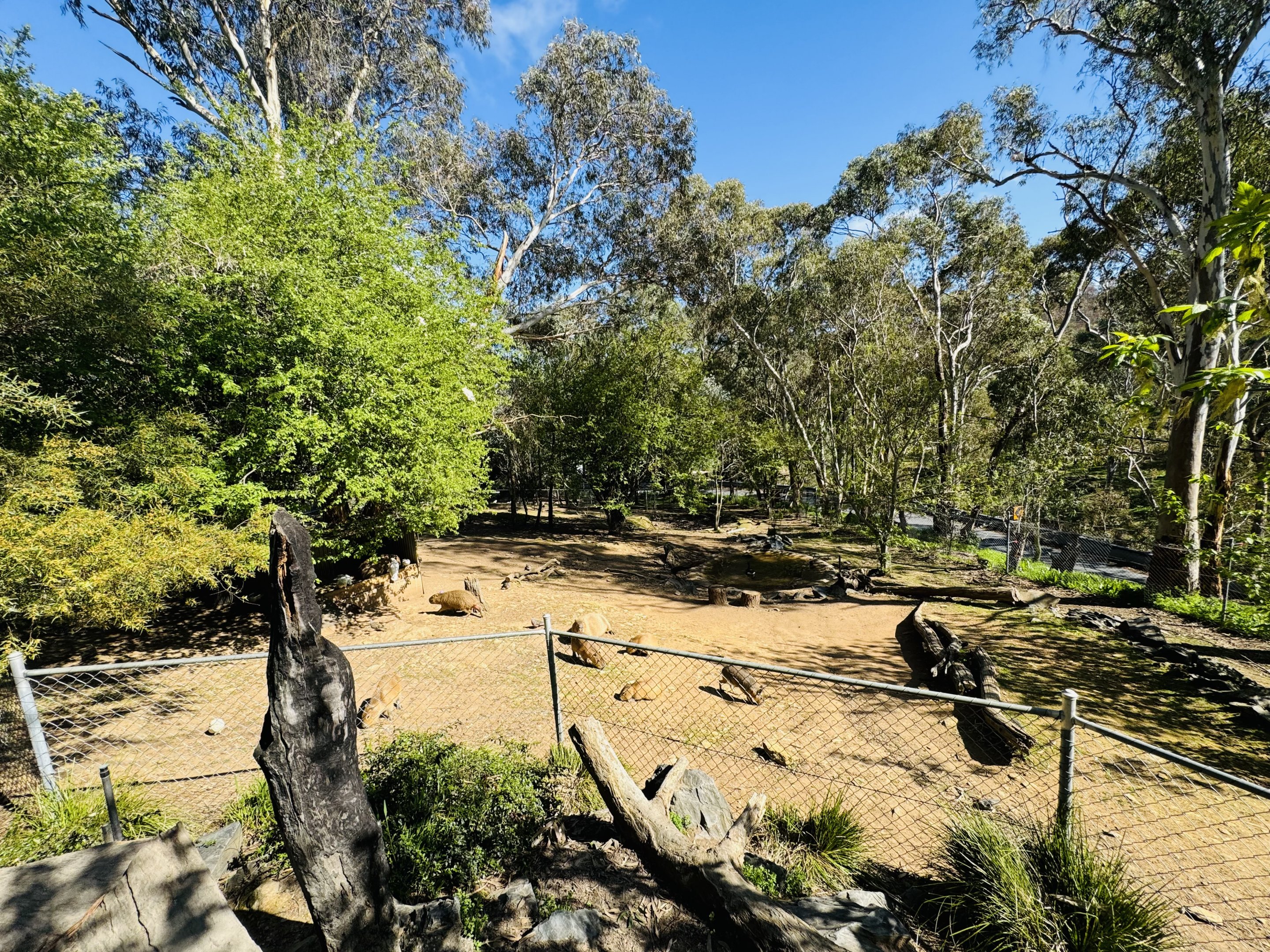 Capybara/mara enclosure