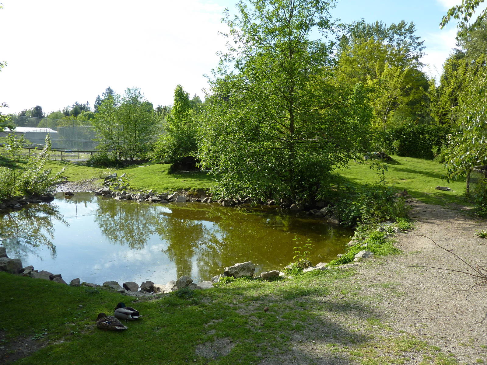 Capybara/Mara Enclosure