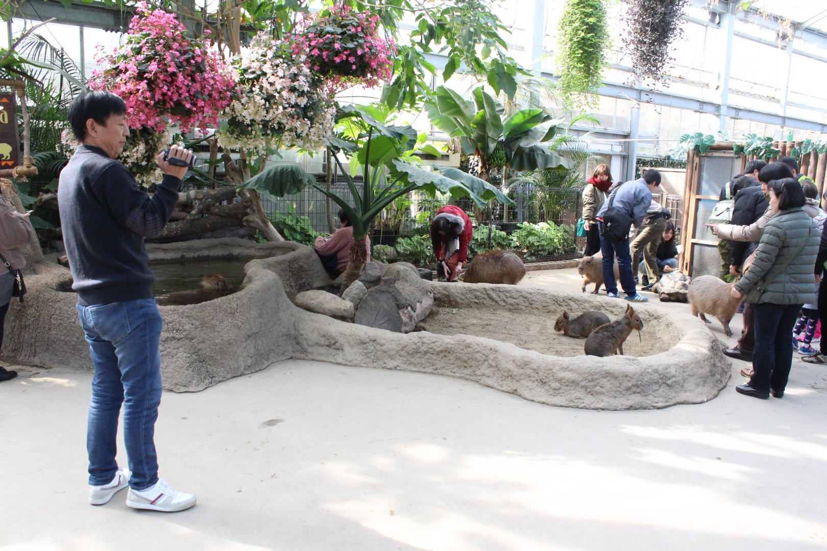 Capybara/mara exhibit