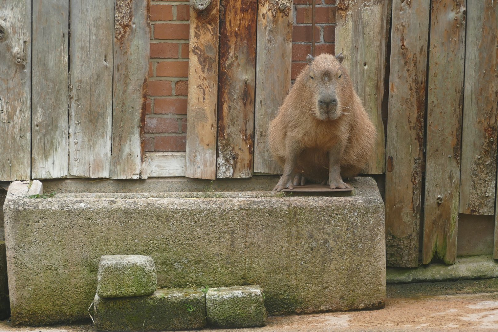 Capybara, May 2019