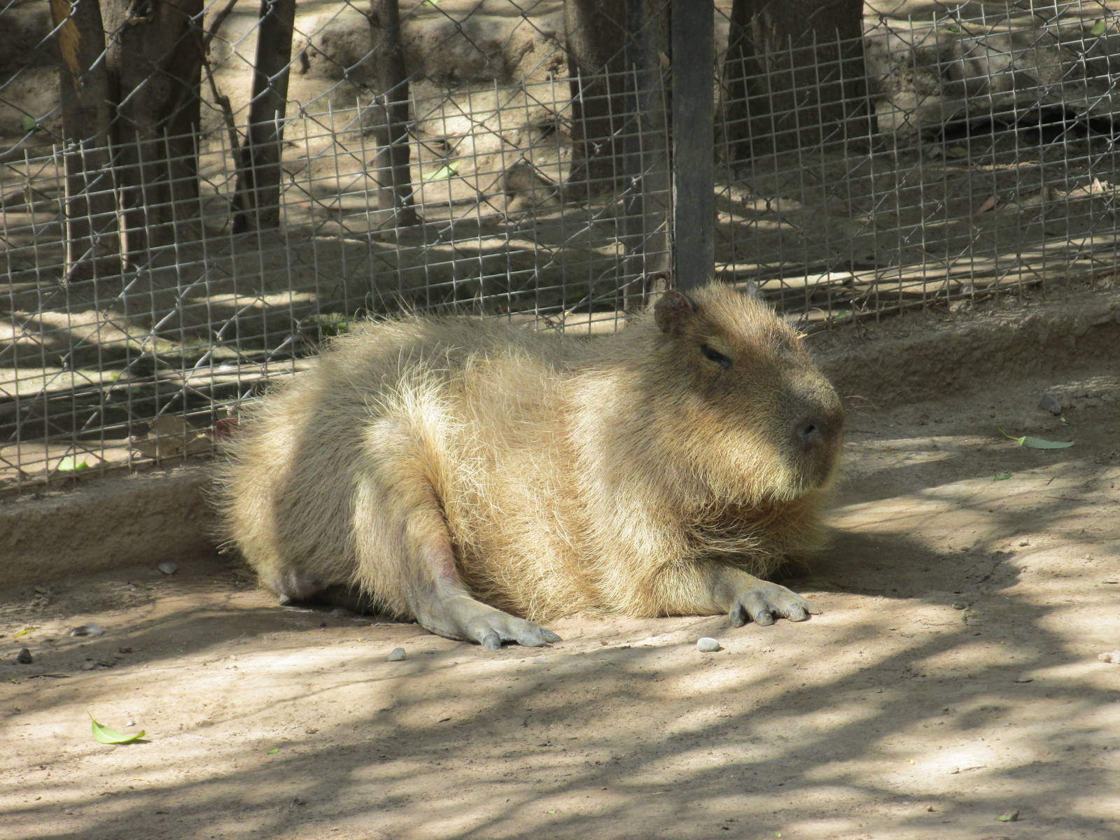 capybara mendoza zoo