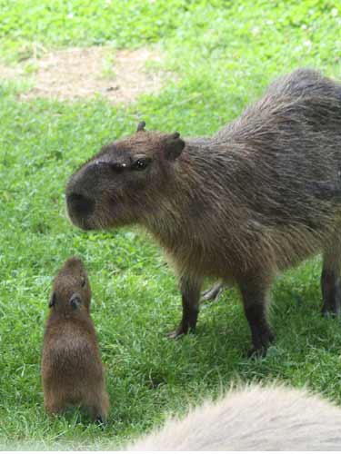 Capybara Mother & Pup