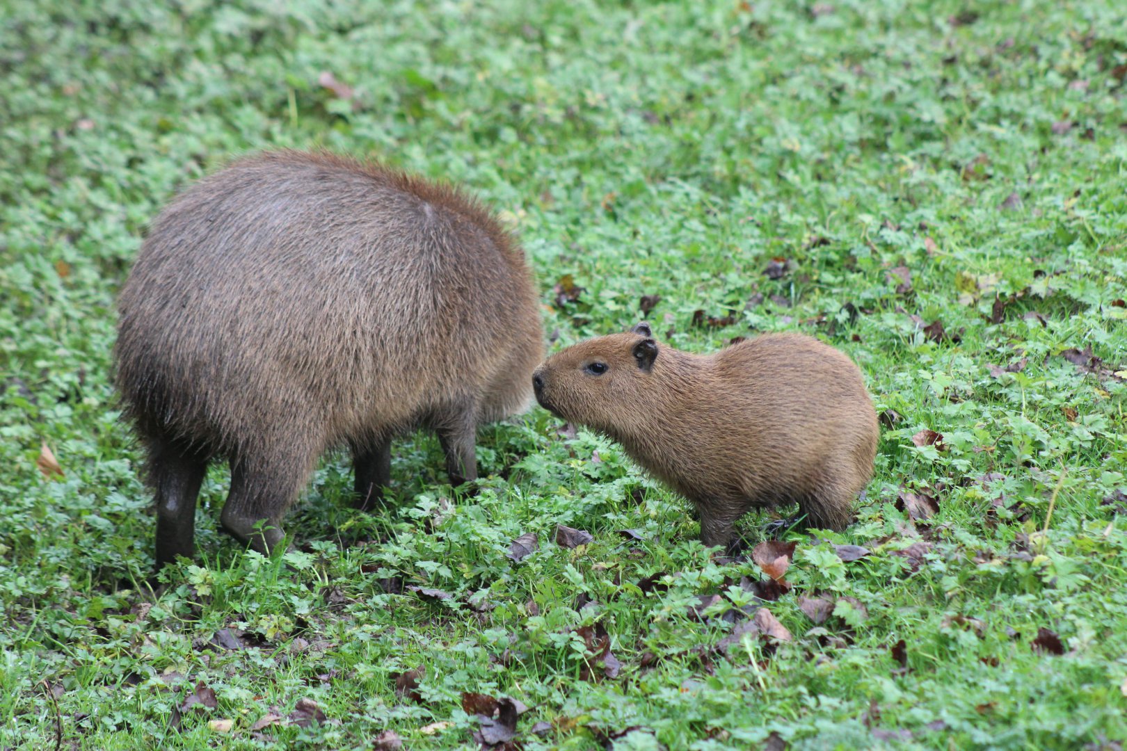 Capybara & Mother