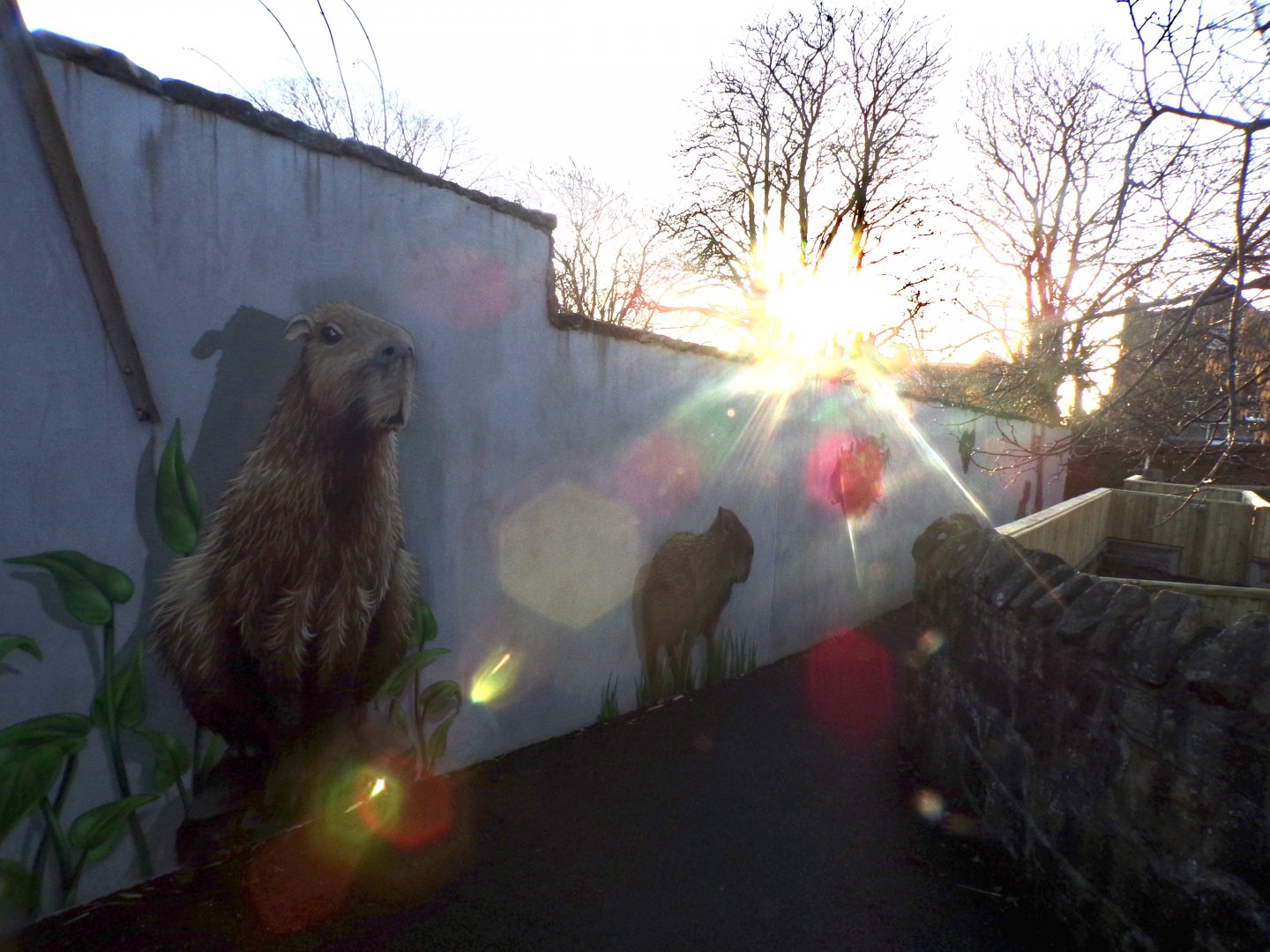 Capybara murals 1.3.25