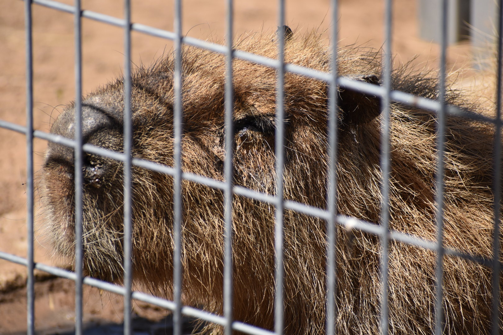 Capybara Napping