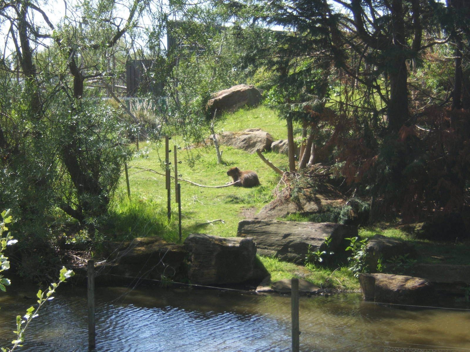 Capybara on Gorilla island