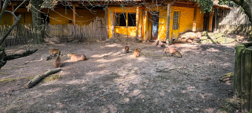 Capybara outdoor enclosure