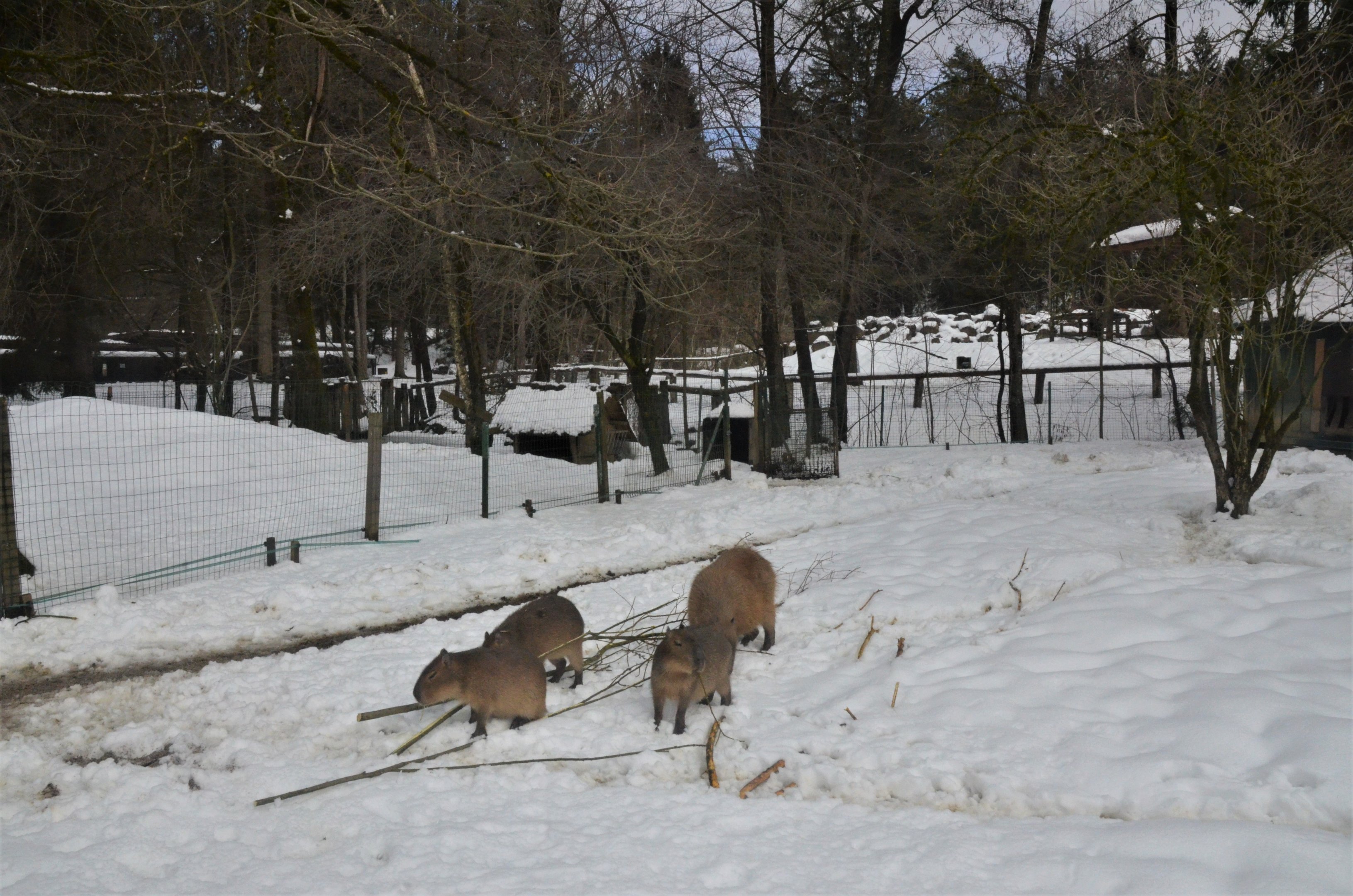 Capybara Paddock at Ljubljana Zoo, 07/03/18