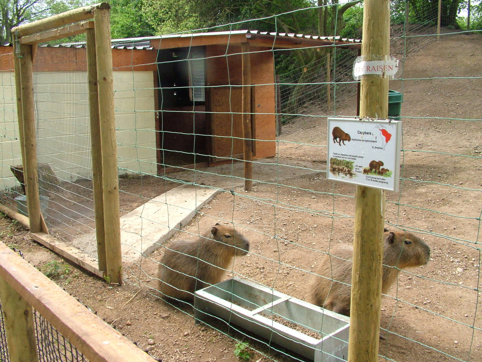 Capybara paddock at Wetlands WP 25/04/09