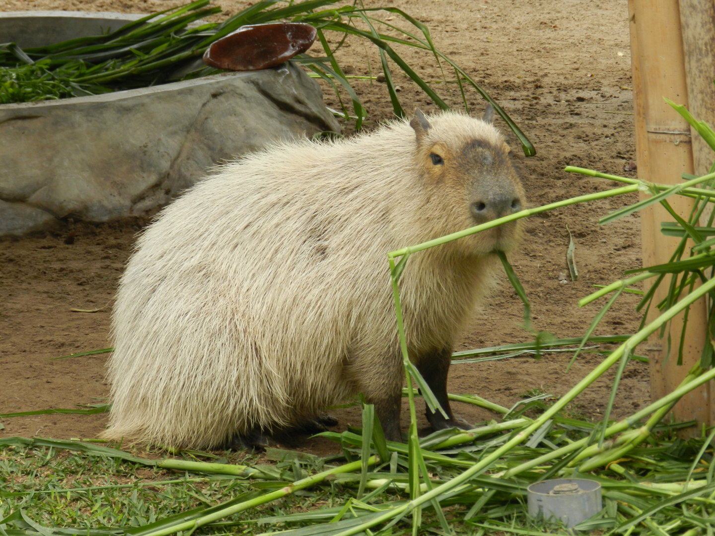 Capybara - Parque de Las Leyendas