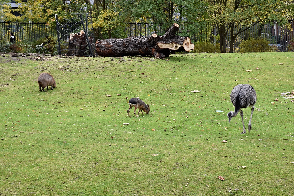 Capybara, Patagonian mara and Greater rhea
