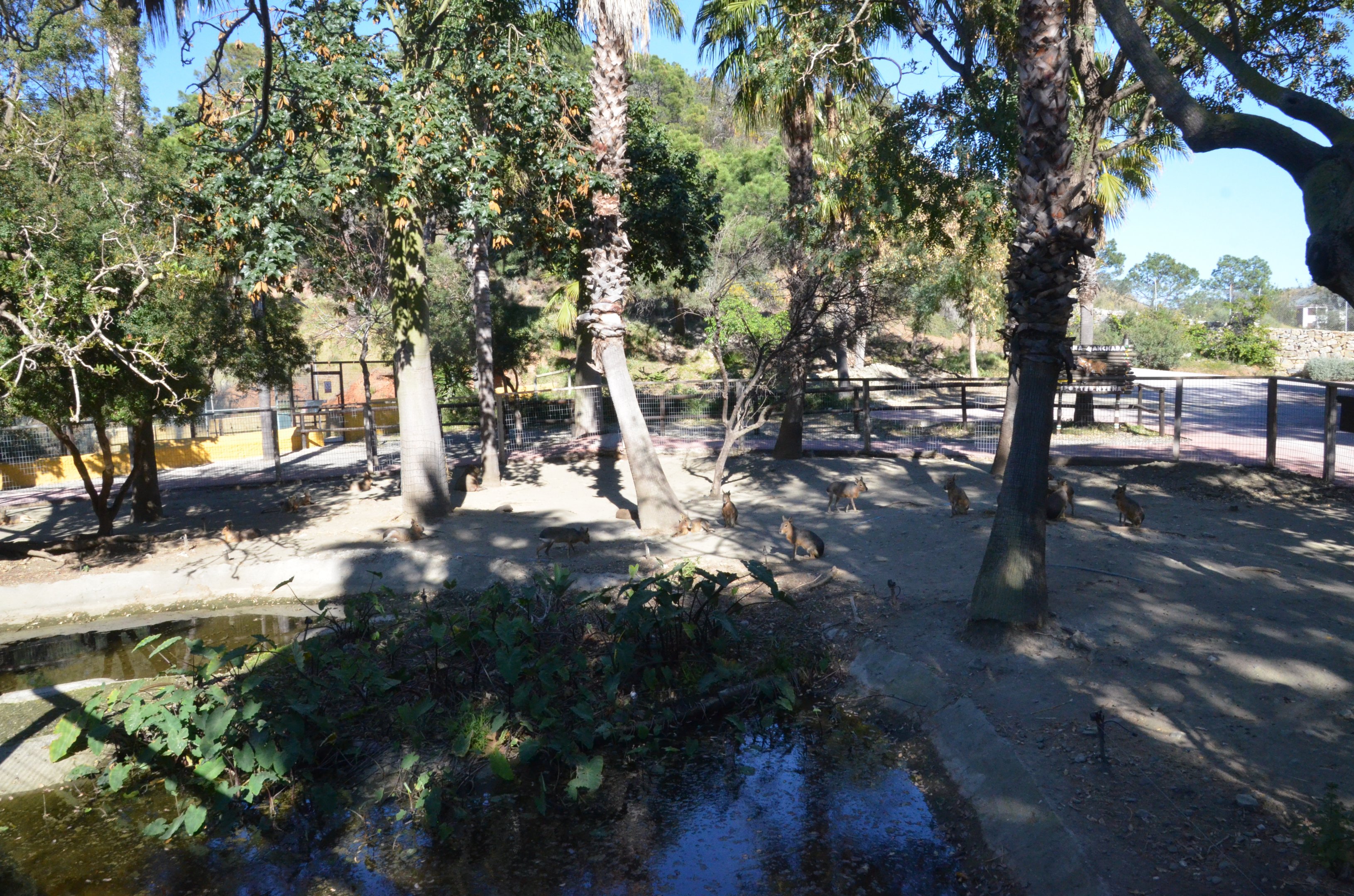 Capybara/Patagonian Mara Enclosure at Selwo Aventura, 13/03/19