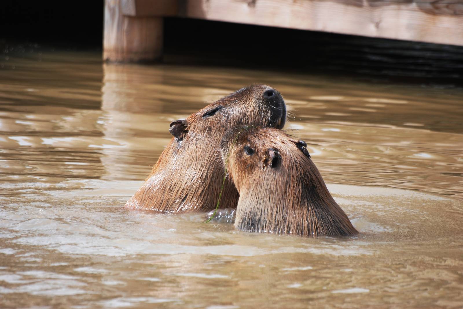 Capybara Playfight at Yorkshire WP, 05/08/12