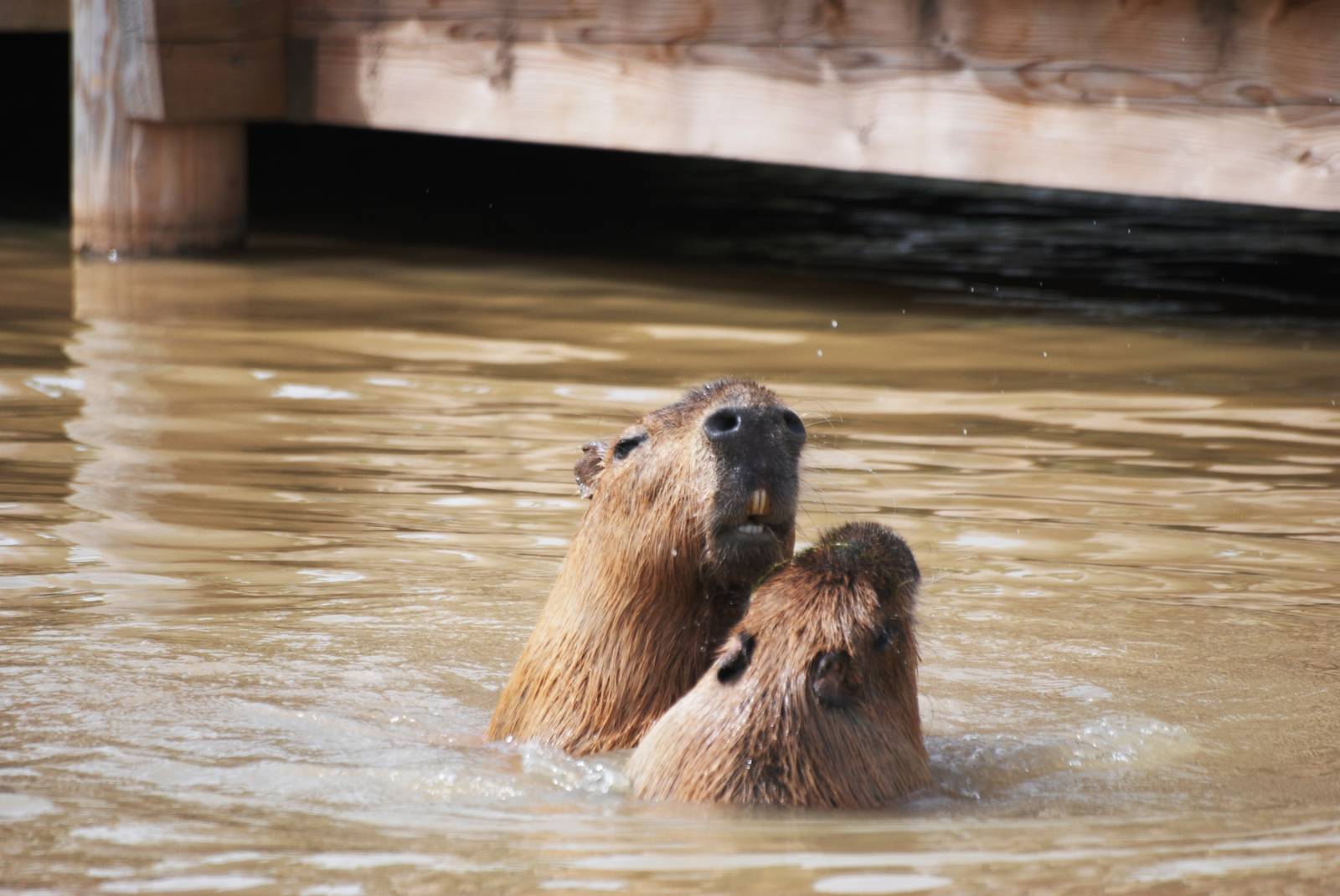 Capybara Playfight at Yorkshire WP, 05/08/12