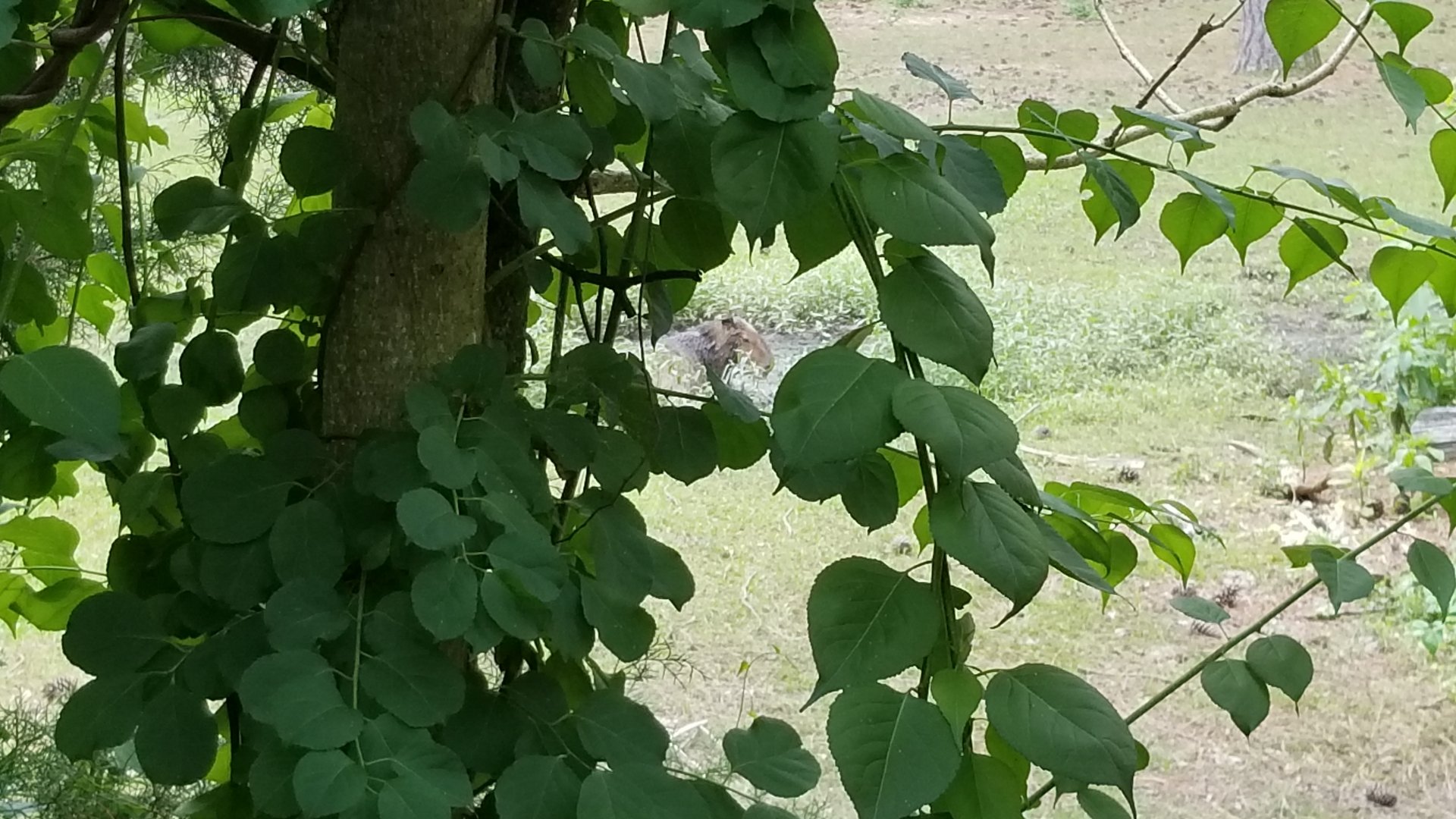 Capybara playing in mud