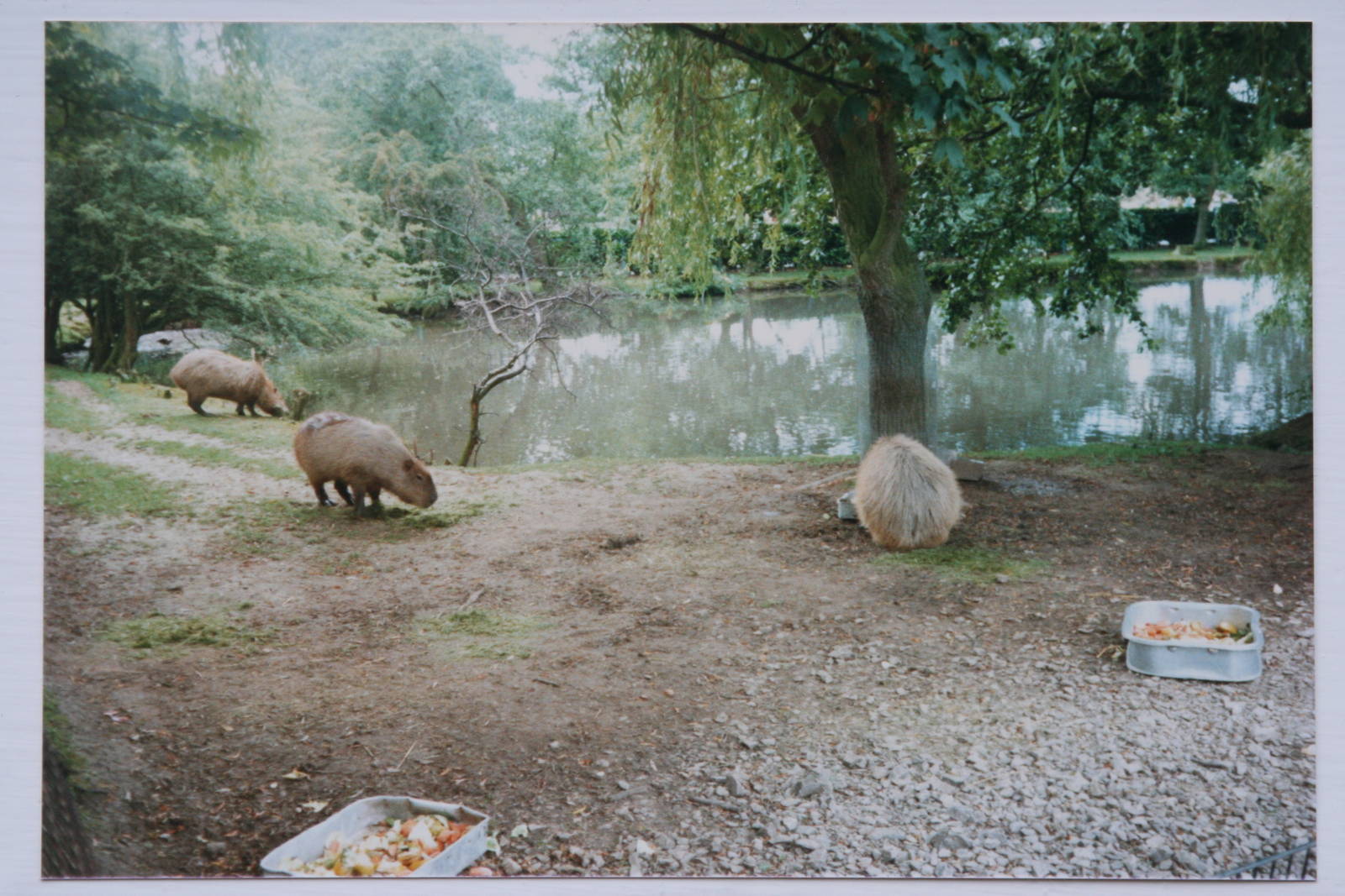 Capybara pond @ Chester Zoo; circa 1987