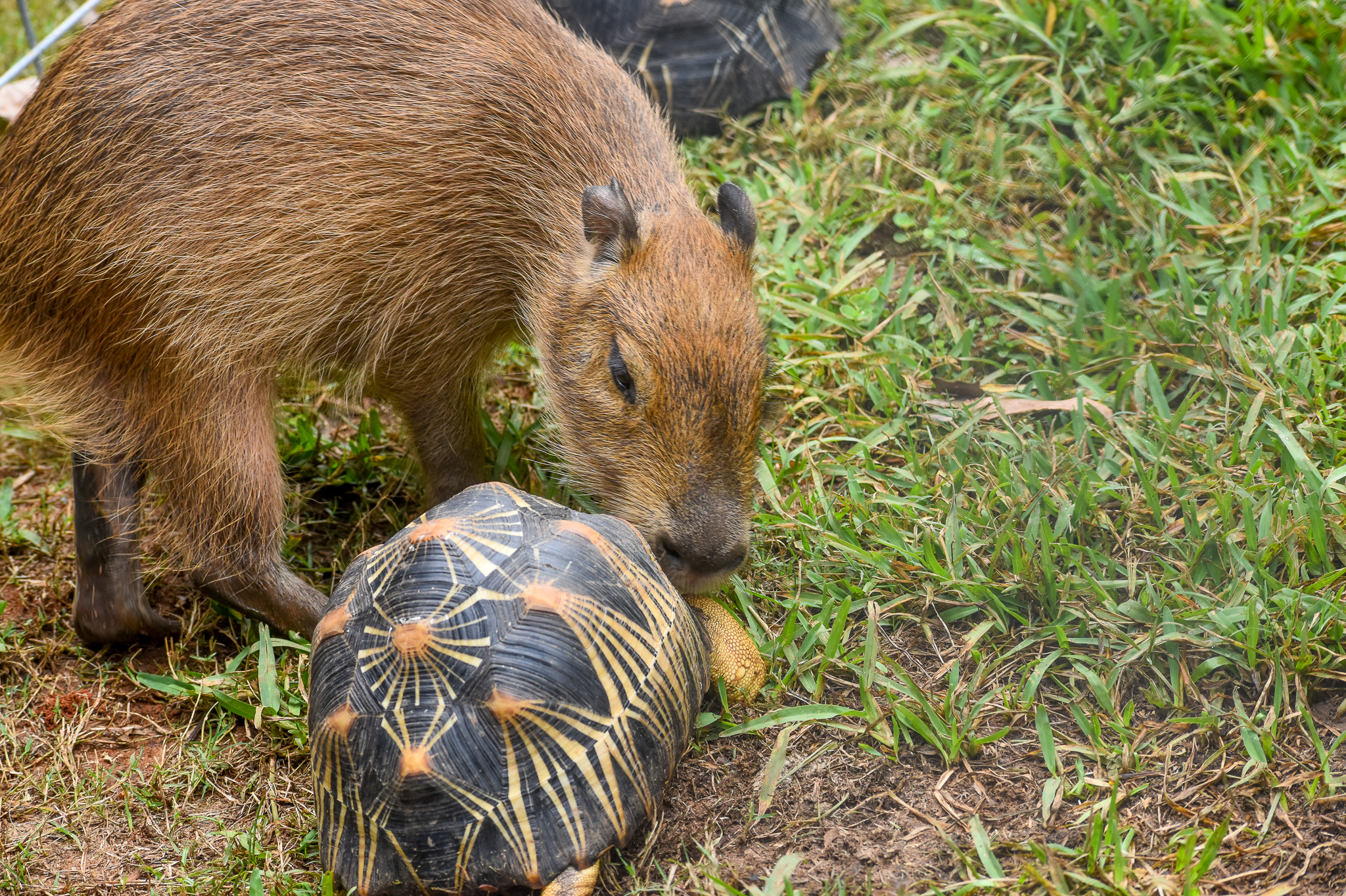 Capybara Pup and Radiated Tortoise