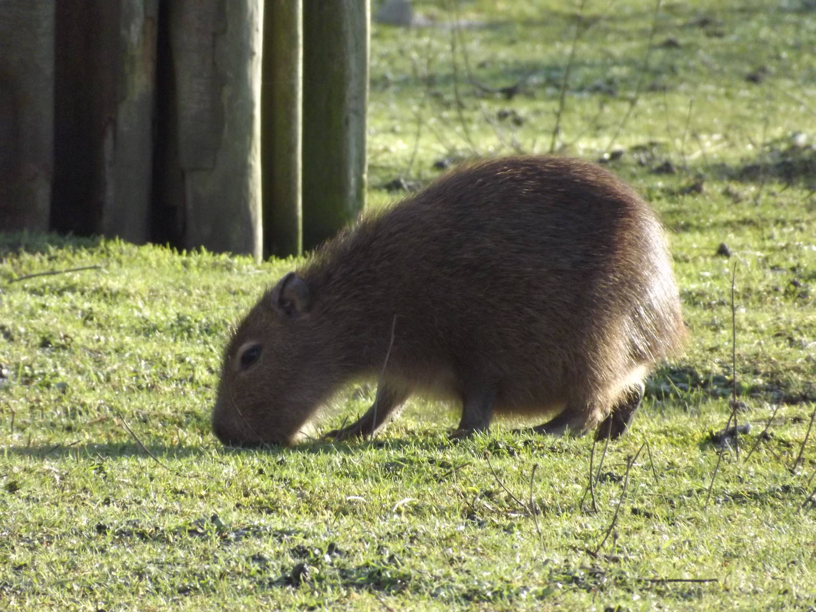 Capybara pup at Blackpool Zoo 15/01/12