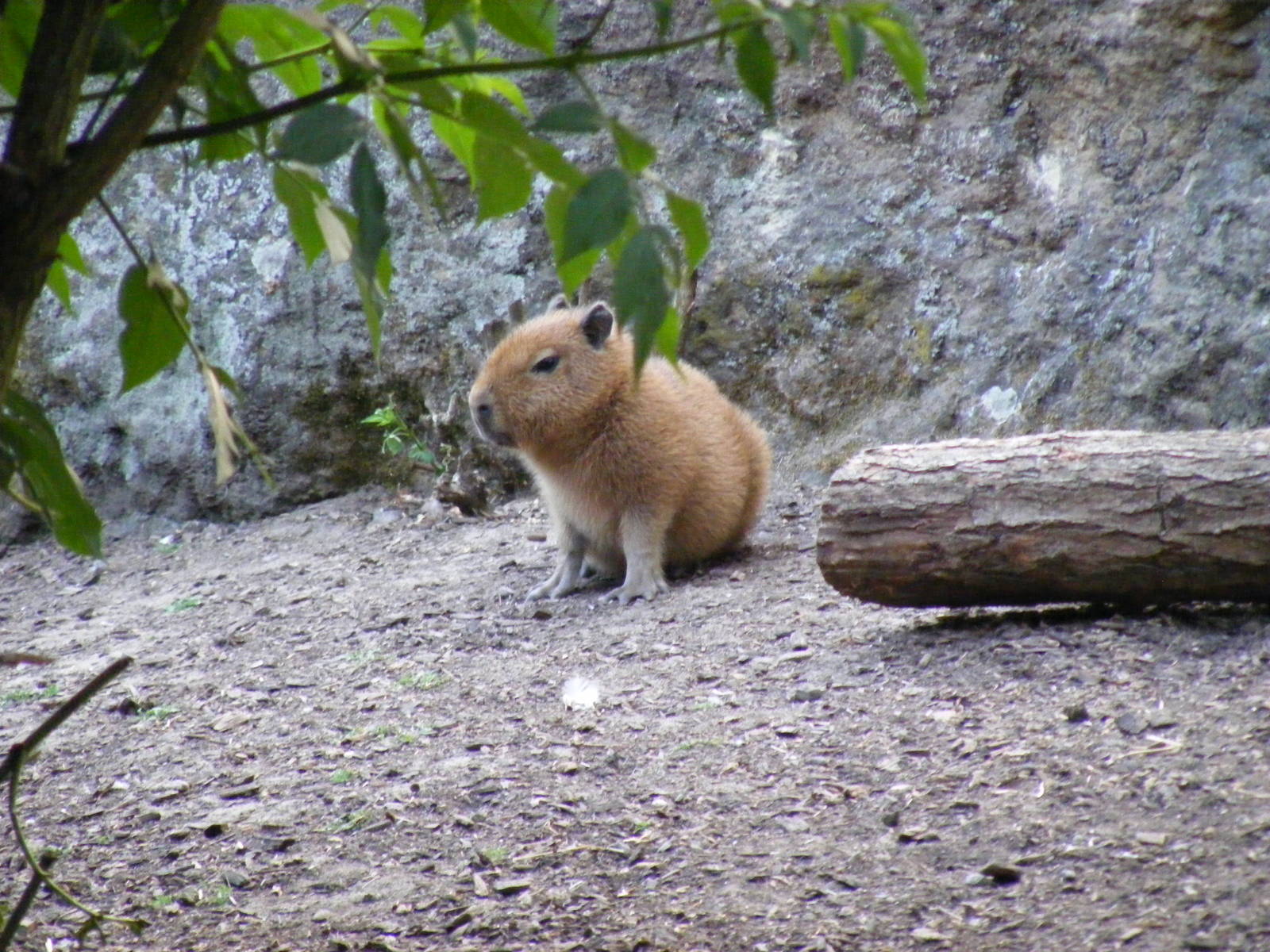 Capybara pup at Chessington Zoo, 25 June 2010