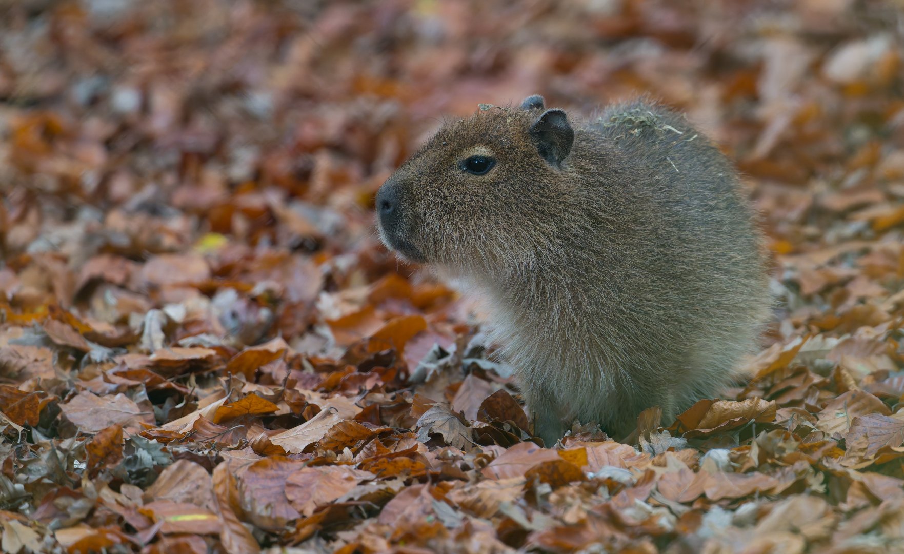 Capybara pup, CWP, UK