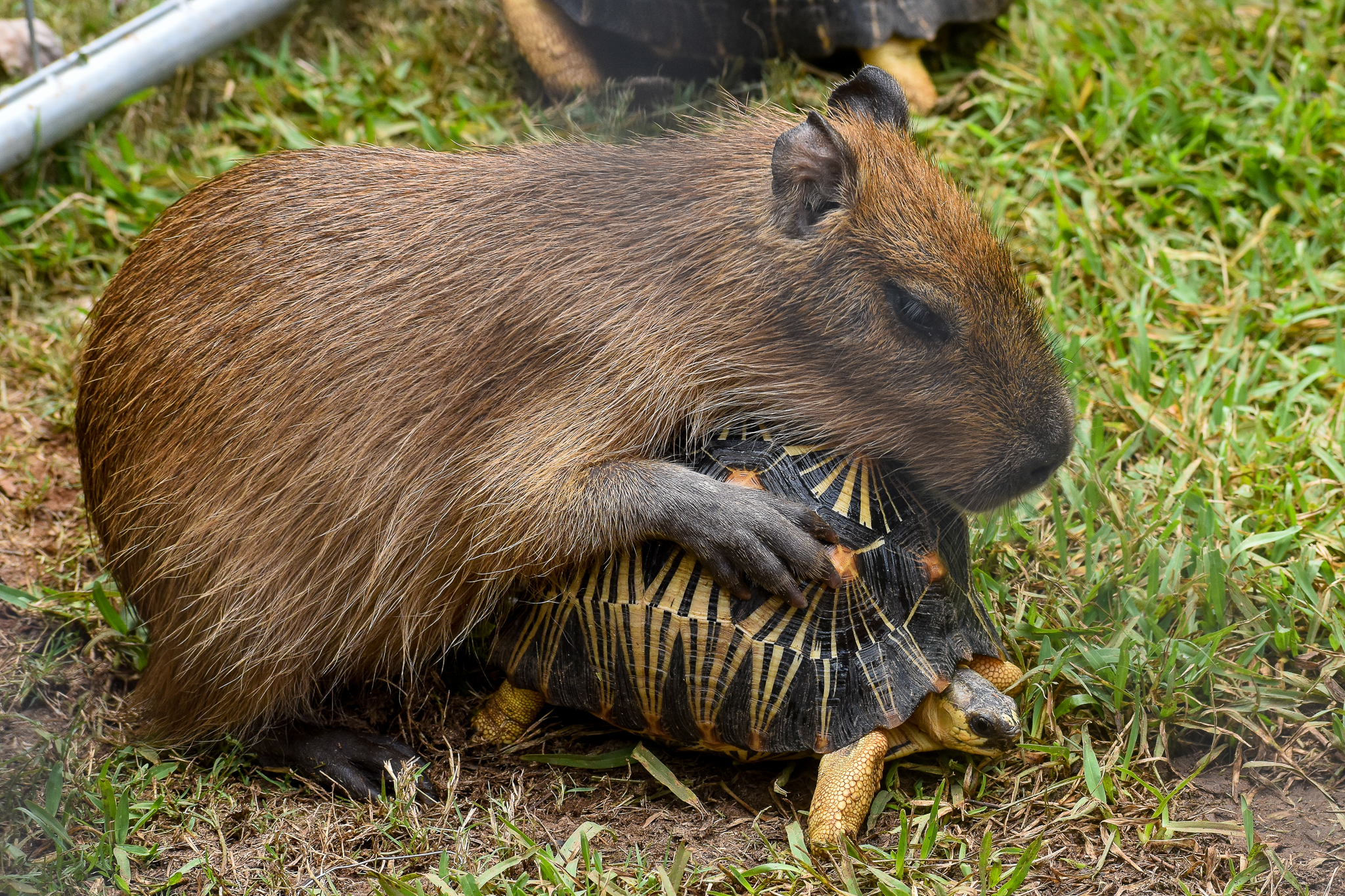 Capybara pup sitting on Radiated Tortoise