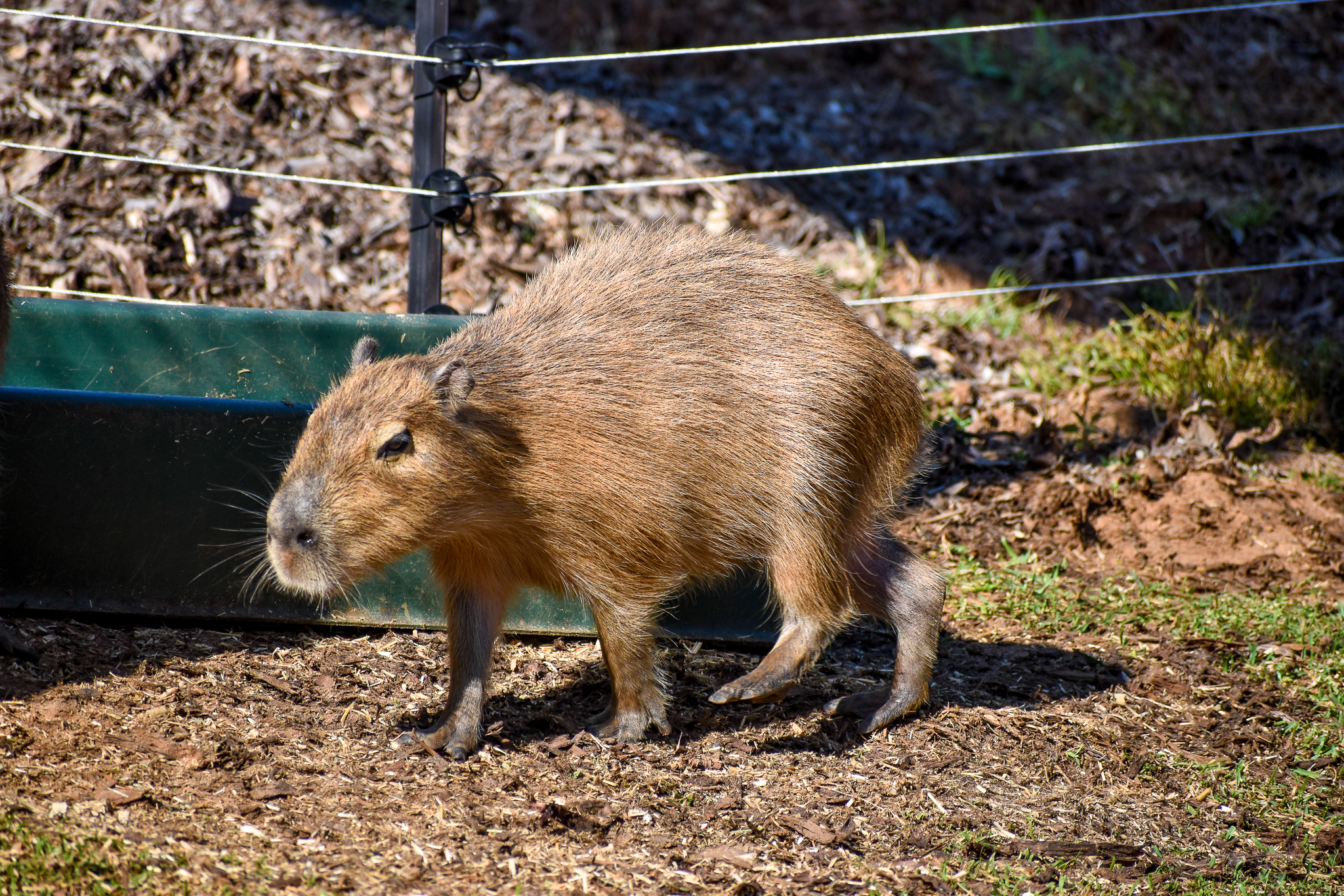 Capybara pup